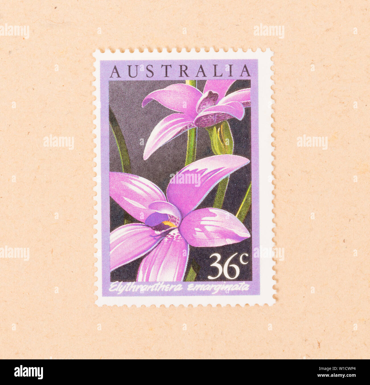 Australien - ca. 1980: einen Stempel in Australien gedruckten zeigt eine Blume (Elythranthera Emarginata), ca. 1980 Stockfoto