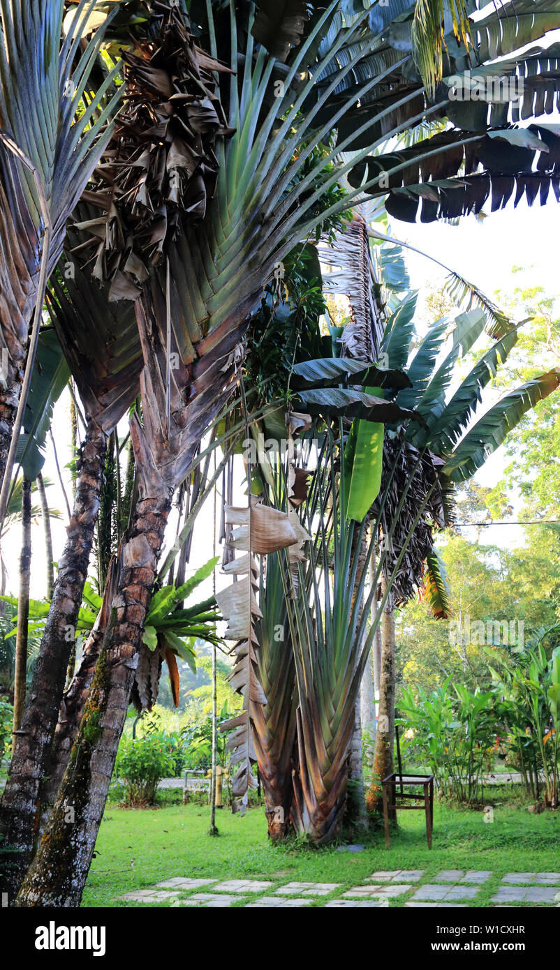 Ravenala madagascariensis, gemeinhin als Traveller's Baum oder Traveller's Palm in Janda Baik, Pahang, Malaysia bekannt Stockfoto
