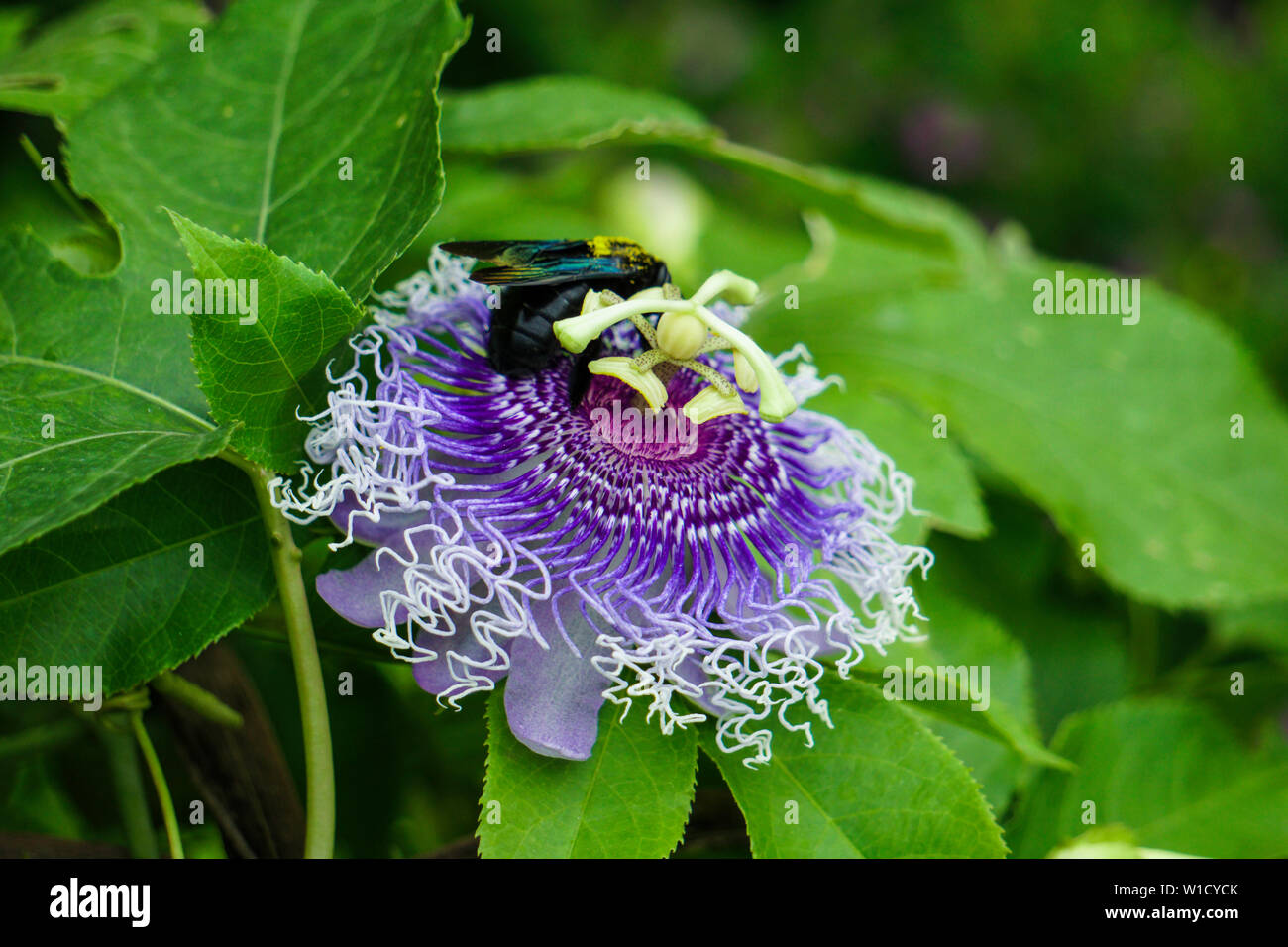 Isolierte HD-Bild dekorative Schöne bunte Blume im Garten Stockfoto