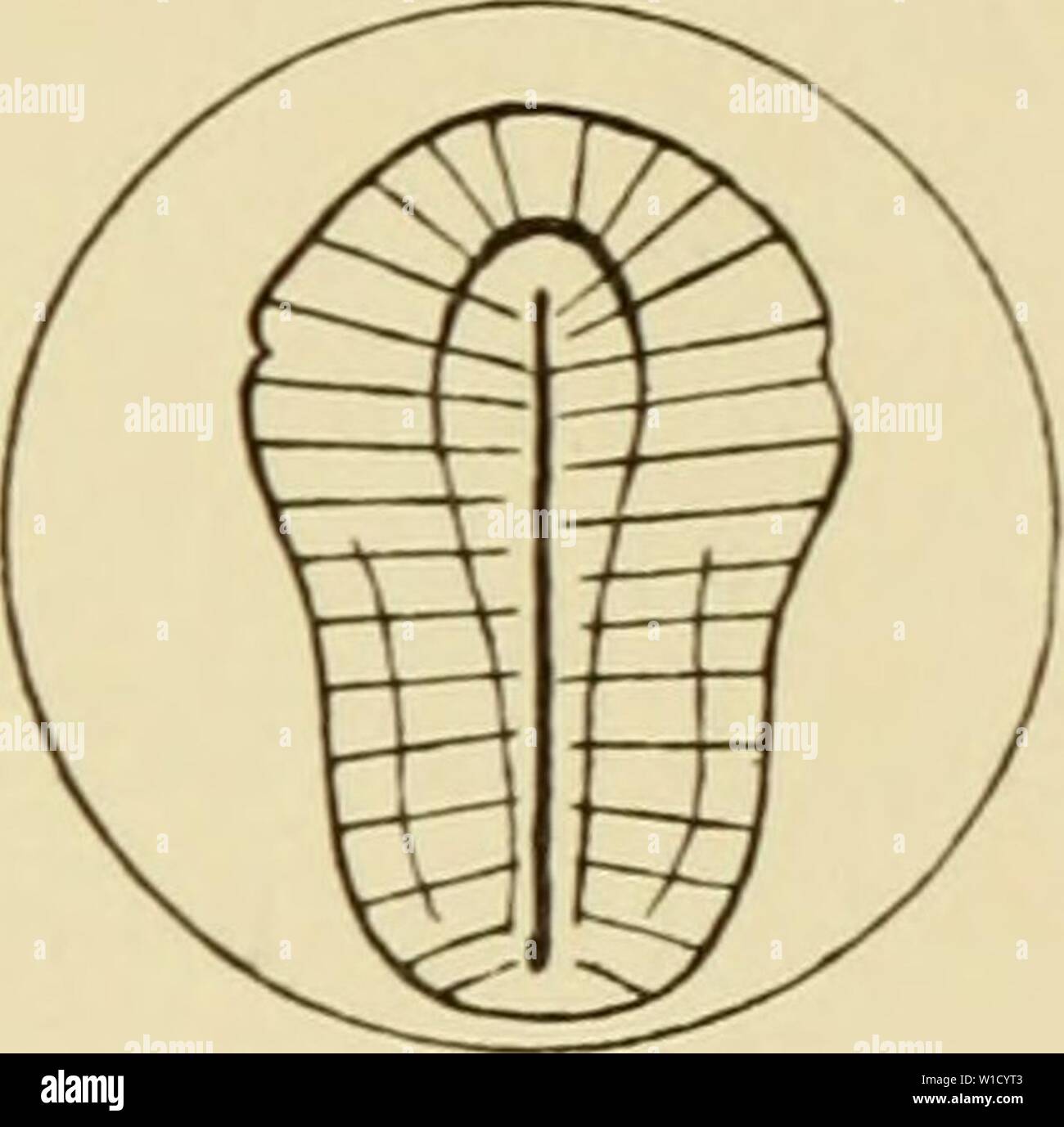 Archiv Bild von Seite 80 der Entwicklung der Frosch. Die Entwicklung von Ei des Frosches; eine Einführung in die experimentelle Embryologie. developmentoffro 00 morg Jahr: 1897 A B C Abb. 24. - Diagramme zur Veranschaulichung von germ-ring und concrescence der Lippen der blastoporus. Wie die dorsale Lippe der Blastoporus über den weißen Hemisphäre fortschreitet, wird der Fortschritt durch die Bewegung und Fusion entlang eines Meridians des Materials der äquatorialen Ring. AVe des Materials der Ring als in Richtung der mittleren Zeile von der rechten und linken Seite (für Mit- lishment der dorsalen Lippe t zu denken Stockfoto