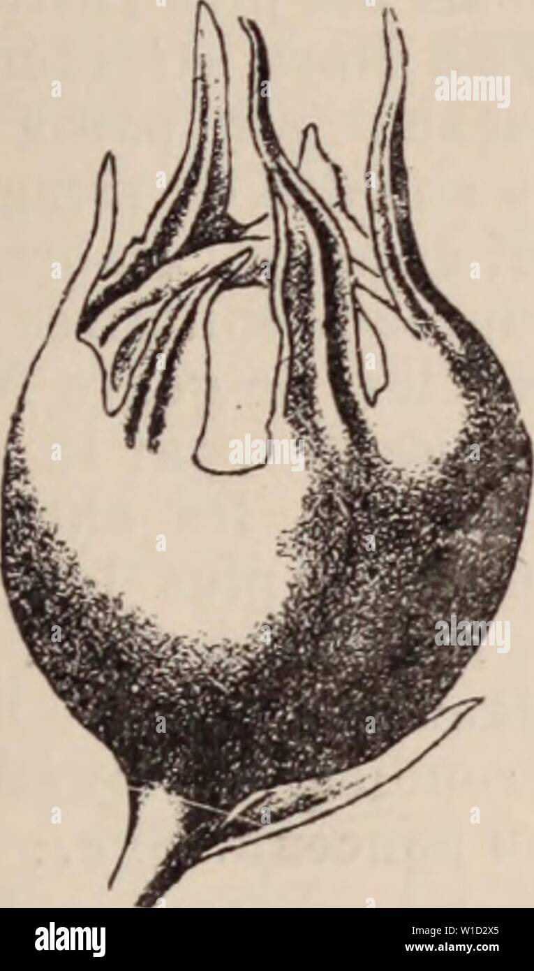 Archiv Bild ab Seite 868 von Wörterbuch d'Gartenbau illustré Abs. Wörterbuch d'Gartenbau illustrÃ/par D. Bois prÃface de Maxime Cornu avec la collaboration de E. André... [Et Al.]. . Dictionnairedhor 00 bois Jahr: 1893 NÃFLIER. Â 857 â NEIGE. Pel (Mespilus germanica) Gleichheit Sohn greffage sur Vapeur d'eau dans les rÃgions ÃlevÃes de l'an-l'AubÃpine ou sur le Cognassier, le NÃflier rÃussit en Terrain sec ou de terrains frais. Il est Seltene que les cultivateurs NÃflier greffent sur le Franc qui produit de petits Früchte, comme l'A-Lisier ou le Sorbier, dÃvorÃs pai Les quadru-pÃ¨de Stockfoto