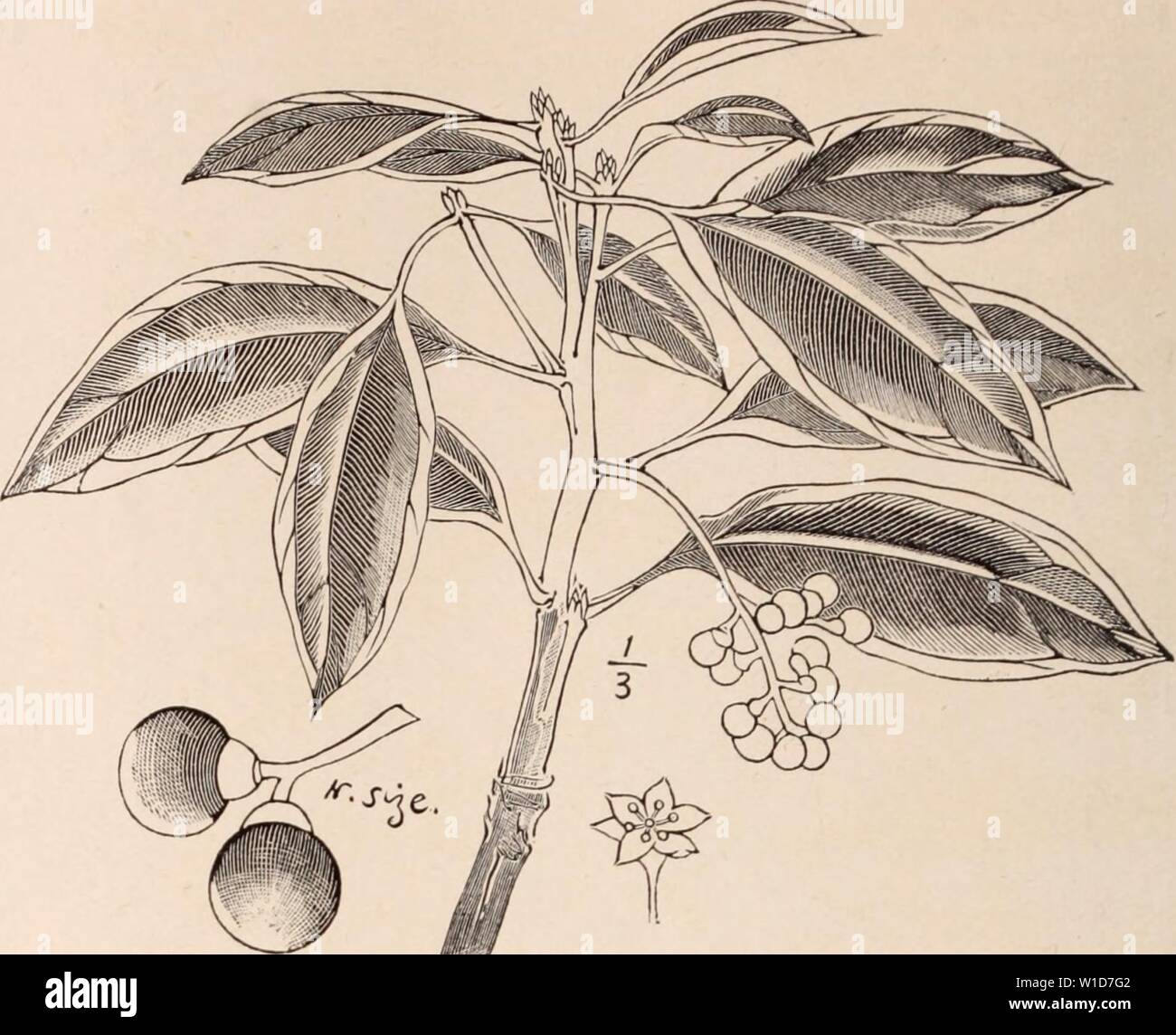 Archiv Bild von Seite 93 der beschreibenden Katalog der Blüte, Zierpflanzen. Beschreibender Katalog der Blüte, dekorative Bäume, Sträucher, Zwiebeln, Kräuter, Kletterer, Obstbäume, &c., &c., &c. / Für Verkauf durch die Yokohama Baumschule Co., Limited. . Descriptivecatal 1909 yoko Jahr: 82 KATALOG DER YOKOHAMA BAUMSCHULE Co., Ltd., (1909). pro Pfund. ClethraBaibinervis... $ 2,00 Cleyera Japonica ich 50 Coriius Kousa 1.00" Macropliylla.. 1.00 "OfRciiialis... 2,00 Crataegus Cuneata... 150 DapliiiipliyUum Mac-ropoduin .70 Deiitzia Griech. Ich Co" SCABRA 70 Diospyros Kalii. (Pro-simmon) .50 Distyliuni Kace Stockfoto