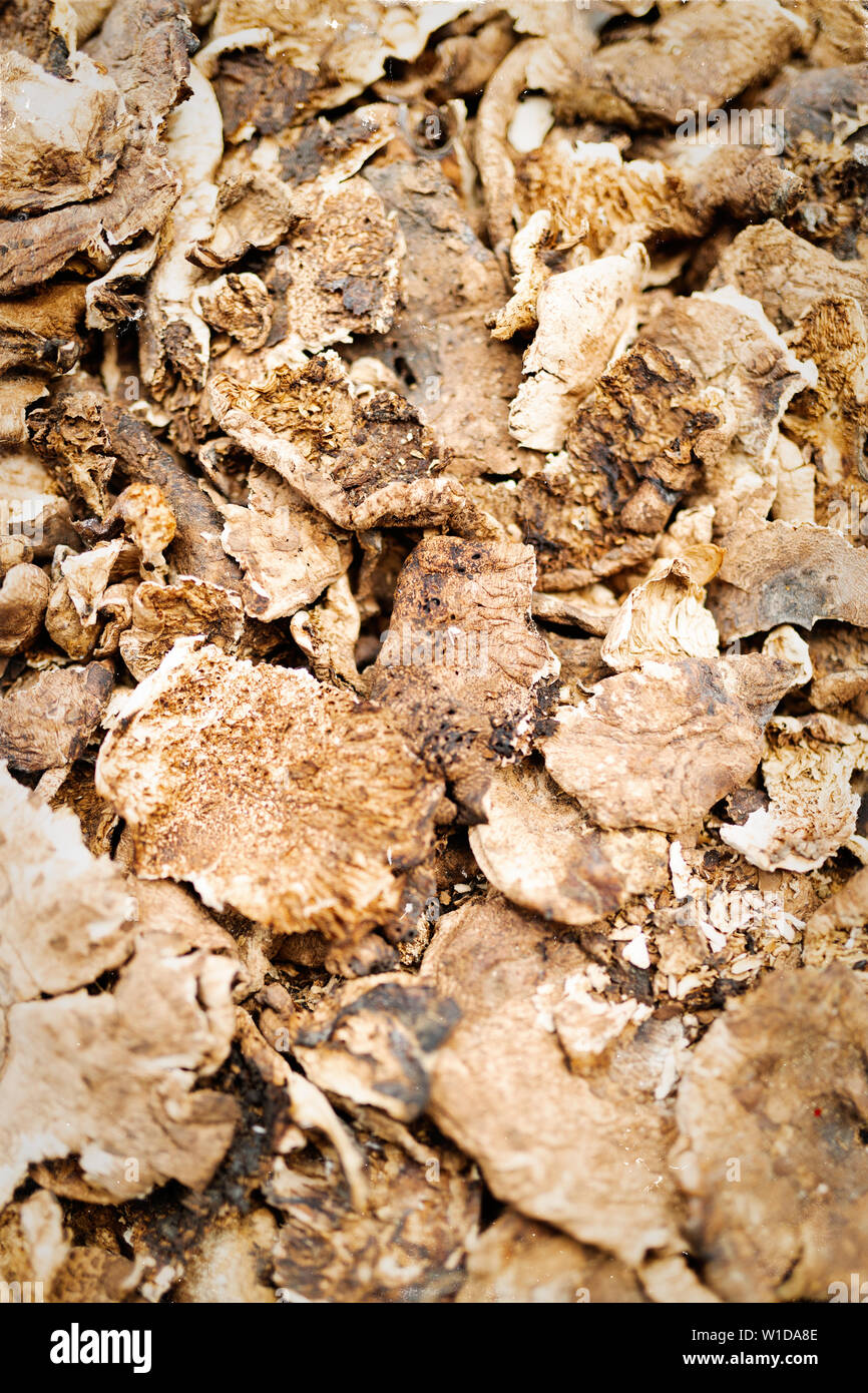 Frisch organische Pilze Hintergrund geerntet. Essbare Pilze Stockfoto