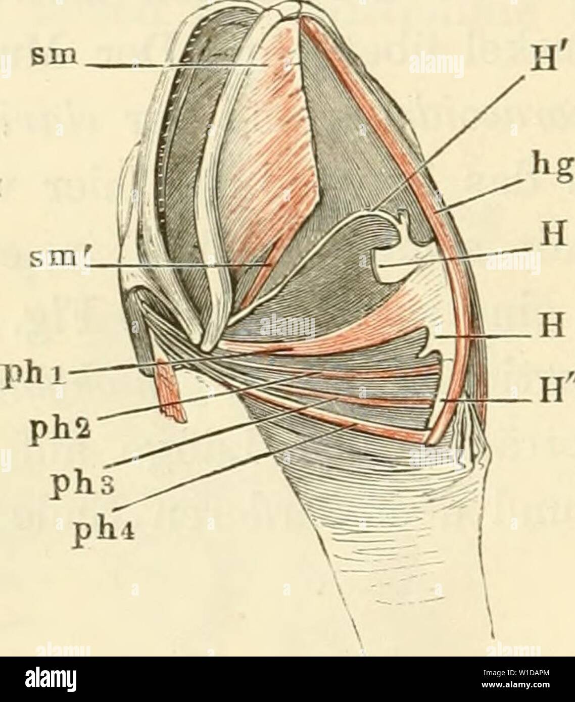 Archiv Bild von Seite 97 der Anatomie des Frosches Sterben ein. Die Anatomie des Frosches. Ein Handbuch für physiologen, Ã¤rzte und studirende. dieanatomiedesfr 0103 ecke Jahr: 1864-1882 78 Muskeln des Zungenbeins. lateralen Ausschnitt festsetzt. Die hauptwirkung dieses Muskels scheint Sterben eines m. consirictor pharyngis zu sein. Min. petro-byoidei Post. Abb. G2. 23. 24. 25.mm.petrohyoidei posteriores (mihi) (Abb. 62 p h 2, 3, 4). Cuvier, mm. stylohyoidei, 1. c. S. 537. Duges, 20, 21, 22, masto - byoidiens (Abb. 44). Zenker, petro-hyoideus Superior und Inf. Klein, stylo-hyoideus, 1. c. S. 18. Dr Stockfoto