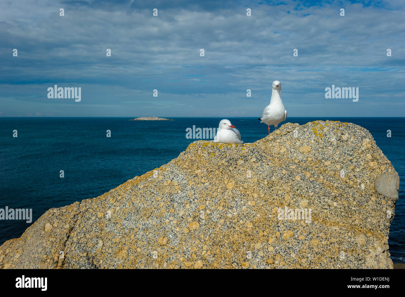 Ein steckverbinderpaar silberne Möwen sitzen friedlich auf einem großen Granitfelsen auf der Fleurieu Halbinsel mit Blick auf die Great Southern Ocean. Stockfoto