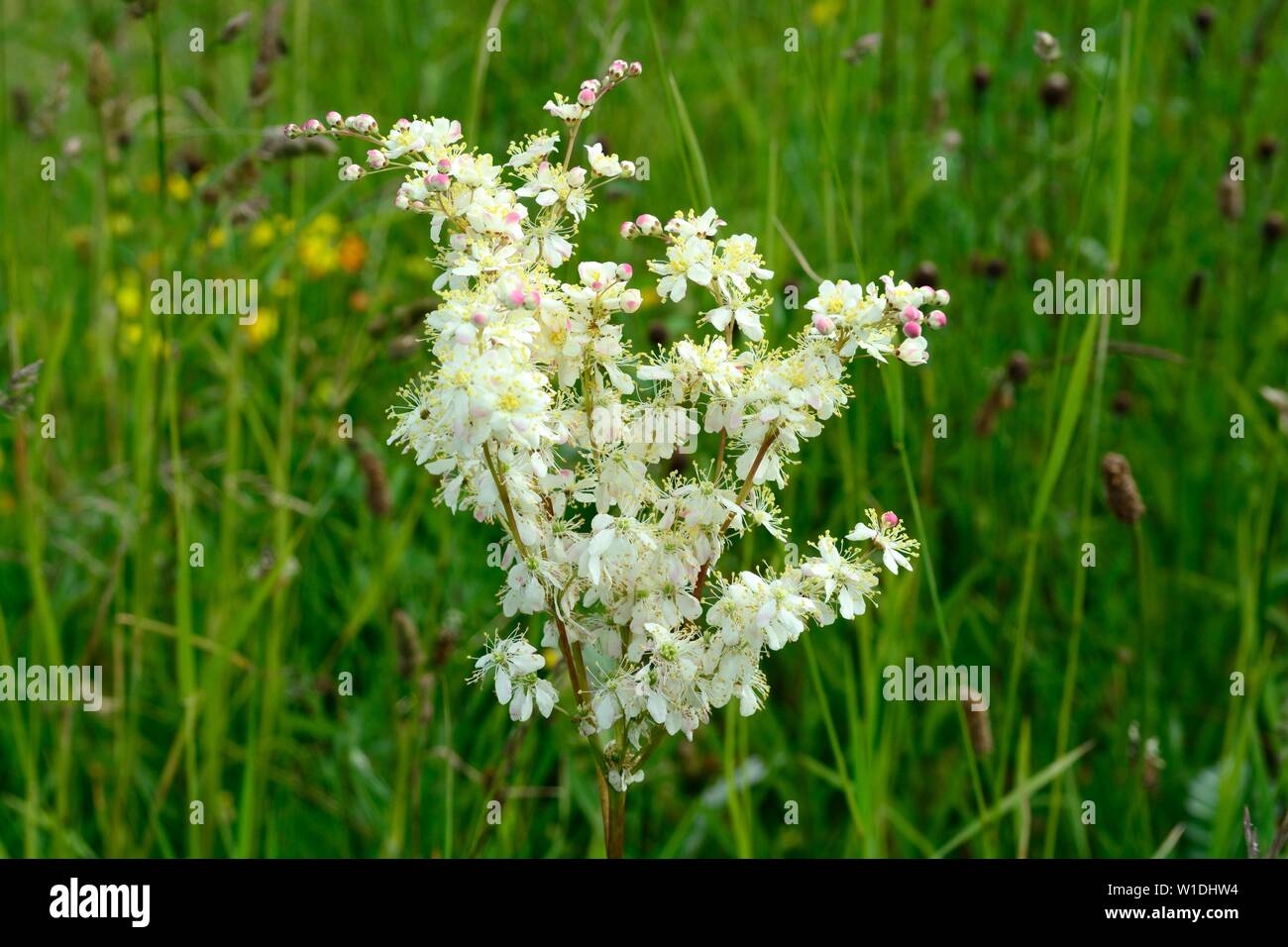 Mädesüß dicht Clustered cremefarbenen süß duftenden Blumen mead Würze Filipendula ulmaria Stockfoto