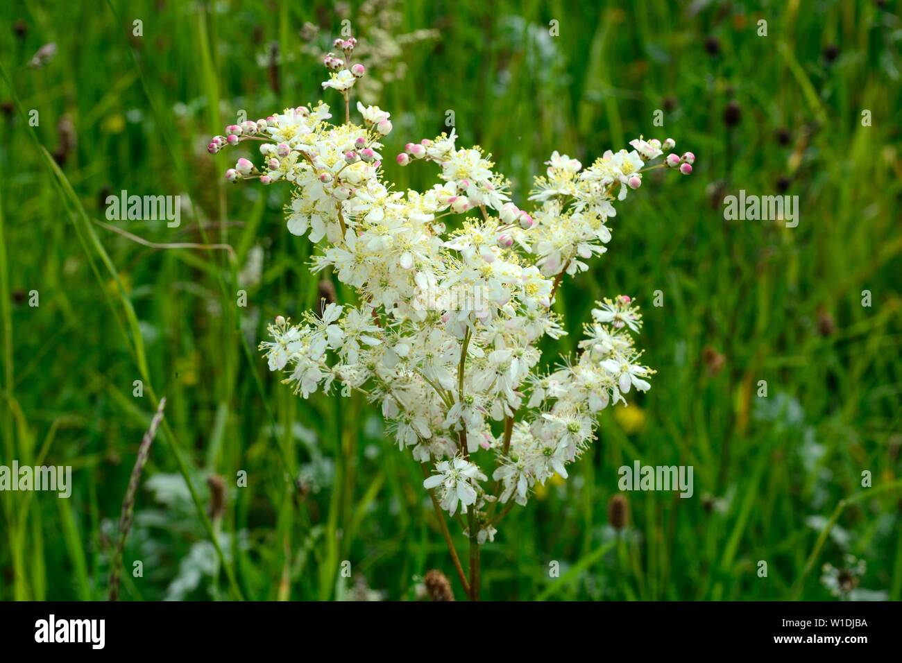 Mädesüß dicht Clustered cremefarbenen süß duftenden Blumen mead Würze Filipendula ulmaria Stockfoto