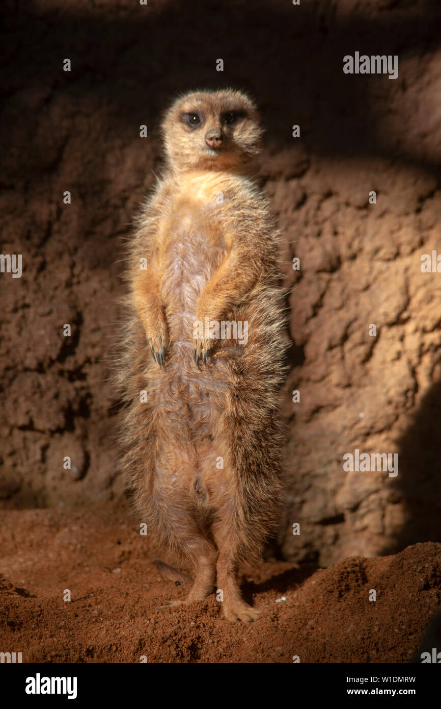 Wildes Tier, Suricata suricatta Stockfoto