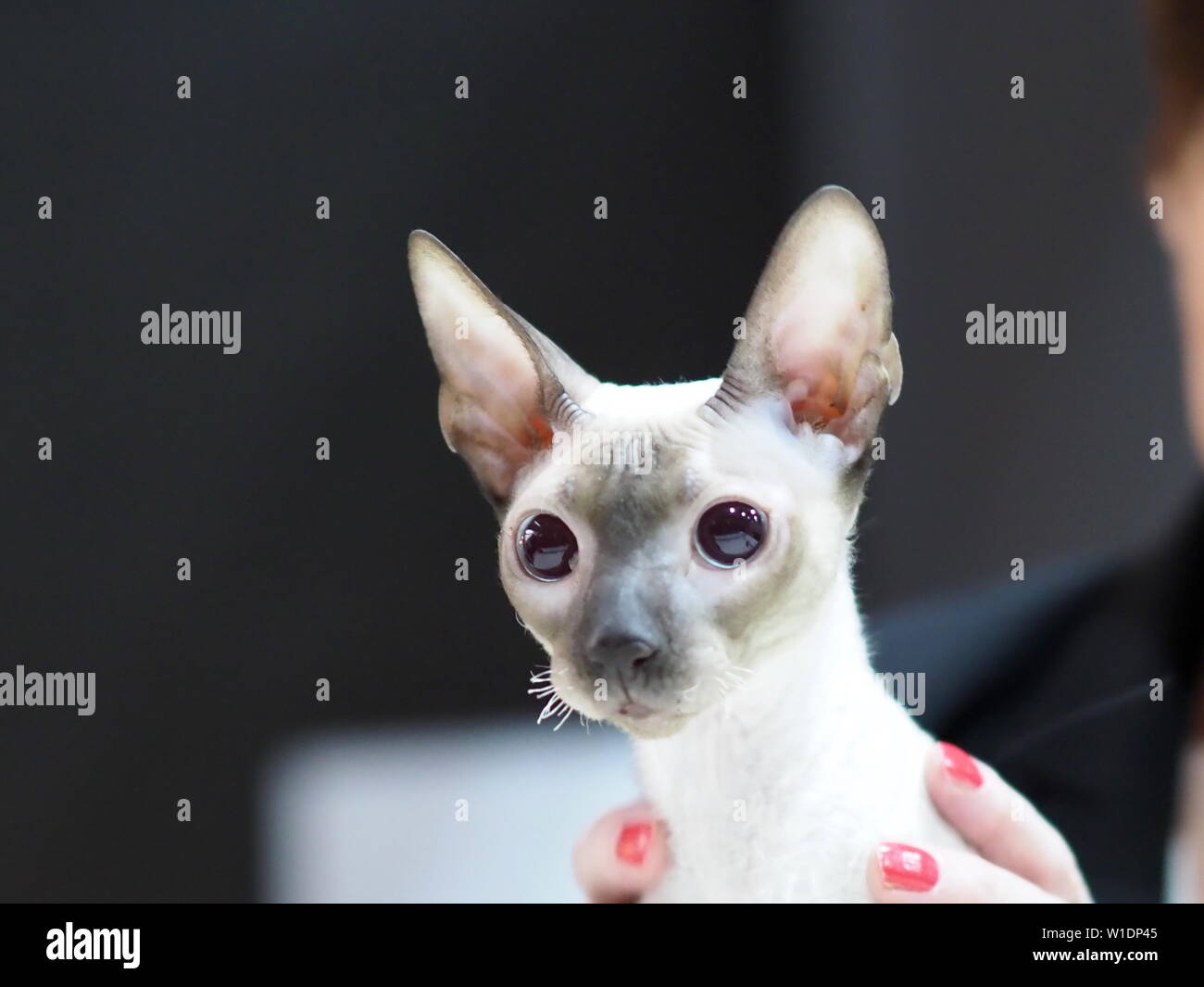 Mai 2019 - Rassekatze - haarlose Sphinx Katze Stockfoto