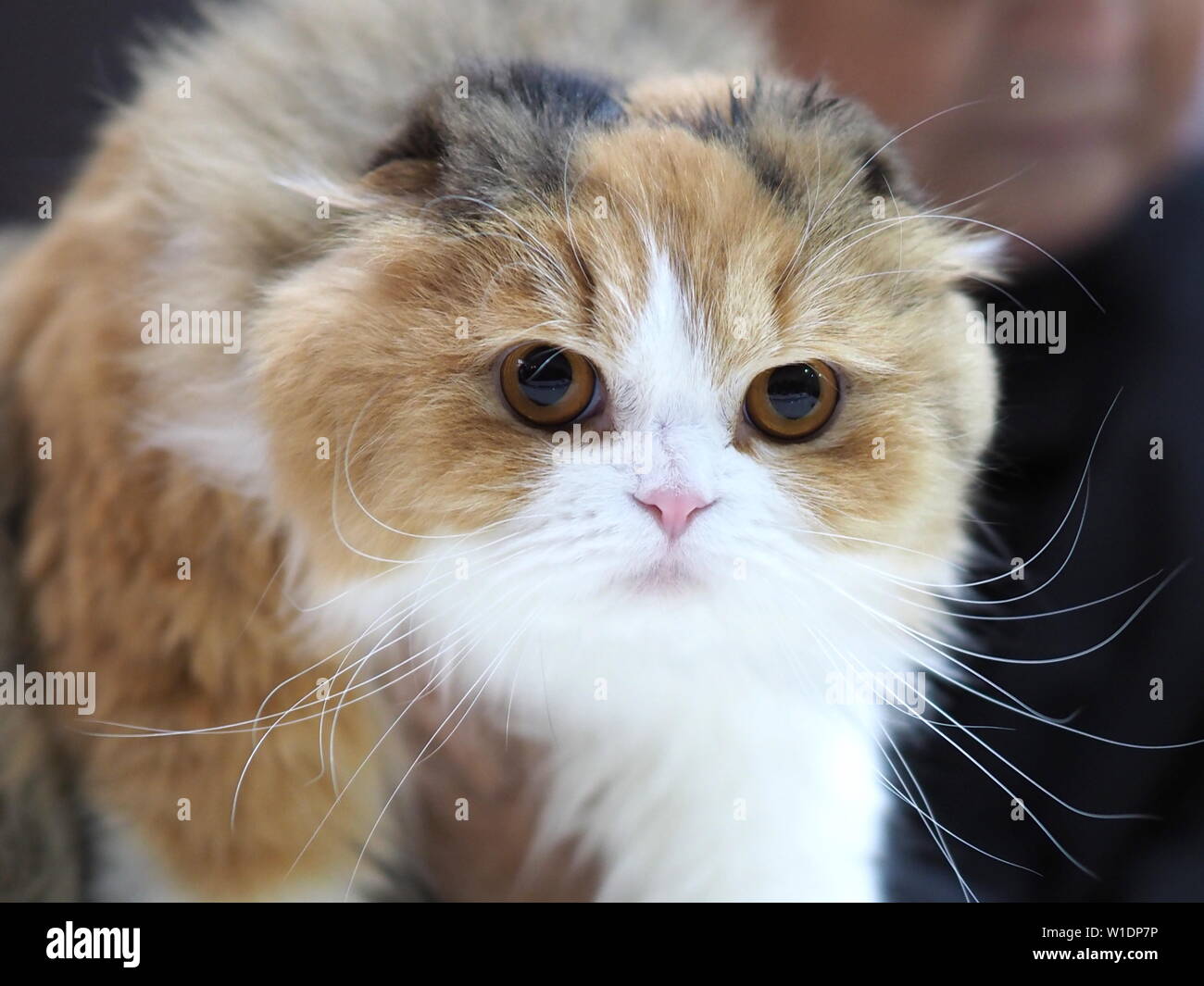 Mai 2019 - Scottish Fold kitten Stammbaum Stockfoto