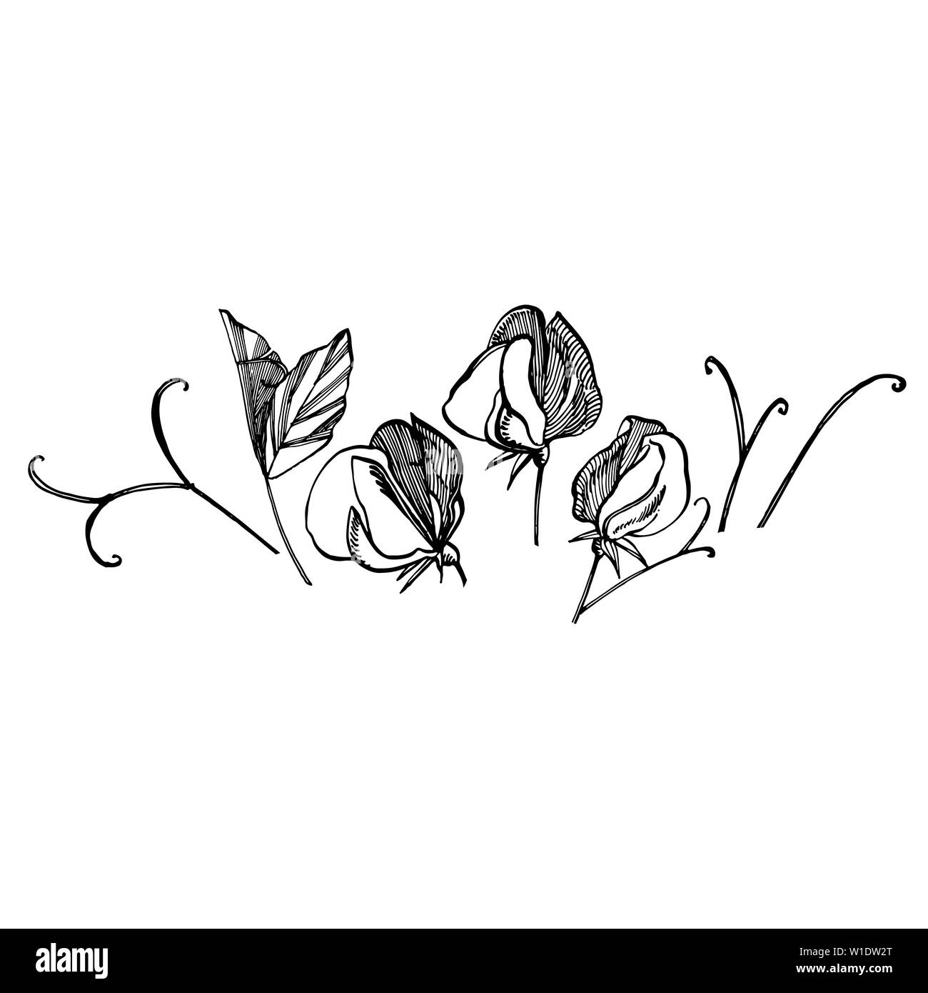 Sweet pea Blumen Zeichnung und Skizze mit Line-Kunst auf weißem Hintergrund. Florales Muster mit Blumen von süssen Erbsen. Die Vorlage für Fabric Elegante, p Stockfoto