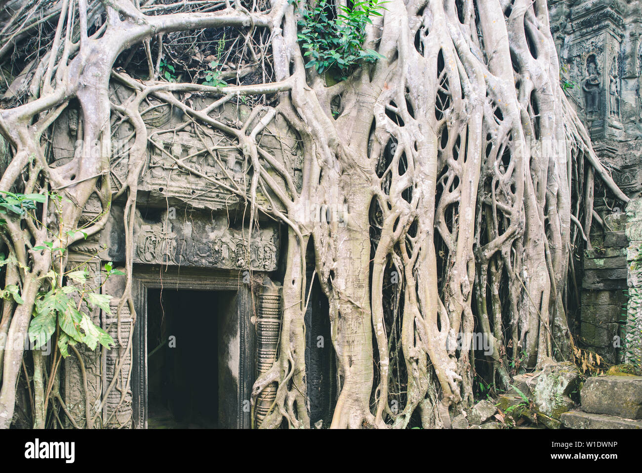 Ta Prohm berühmte Dschungel Baumwurzeln, die Angkor Tempel, Rache der Natur gegen menschliche Gebäude, Reiseziel Kambodscha. Stockfoto