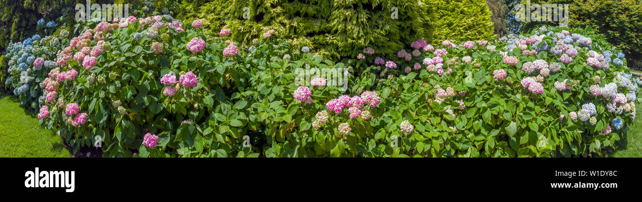 Hydrangea Grenze, Rosa, Blau, Panorama Stockfoto