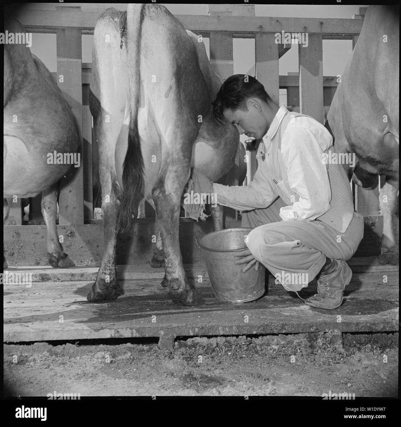 Gila River Relocation Center, Flüsse, Arizona. George Takemoto, ehemaliger Bewohner von Ventura County. . .; Umfang und Inhalt: Der vollständige Titel für dieses Foto lautet: Gila River Relocation Center, Flüsse, Arizona. George Takemoto, ehemaliger Bewohner von Ventura County, Kalifornien, umsiedler jetzt Ausbilder an der Molkerei Schule, gezeigt wird, ist die Vorbereitung einer Kuh zum Melken. Der kuh euter ist sorgfältig gewaschen vor dem Melken gestartet wird. George schloss sein Studium in der Klasse von 1942 von der Universität von Kalifornien in Davis, wo er einen Bachelor of Science in Milchwirtschaft ausgezeichnet wurde. Stockfoto