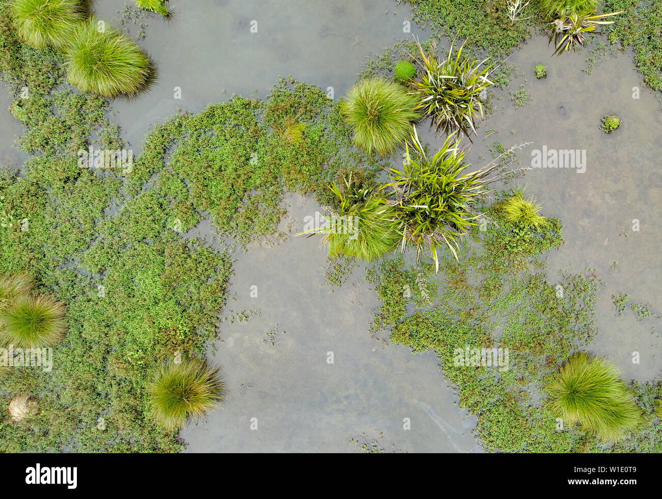 Overhead shot von Süßwasser Teich mit abwechslungsreichen Vegetation Stockfoto