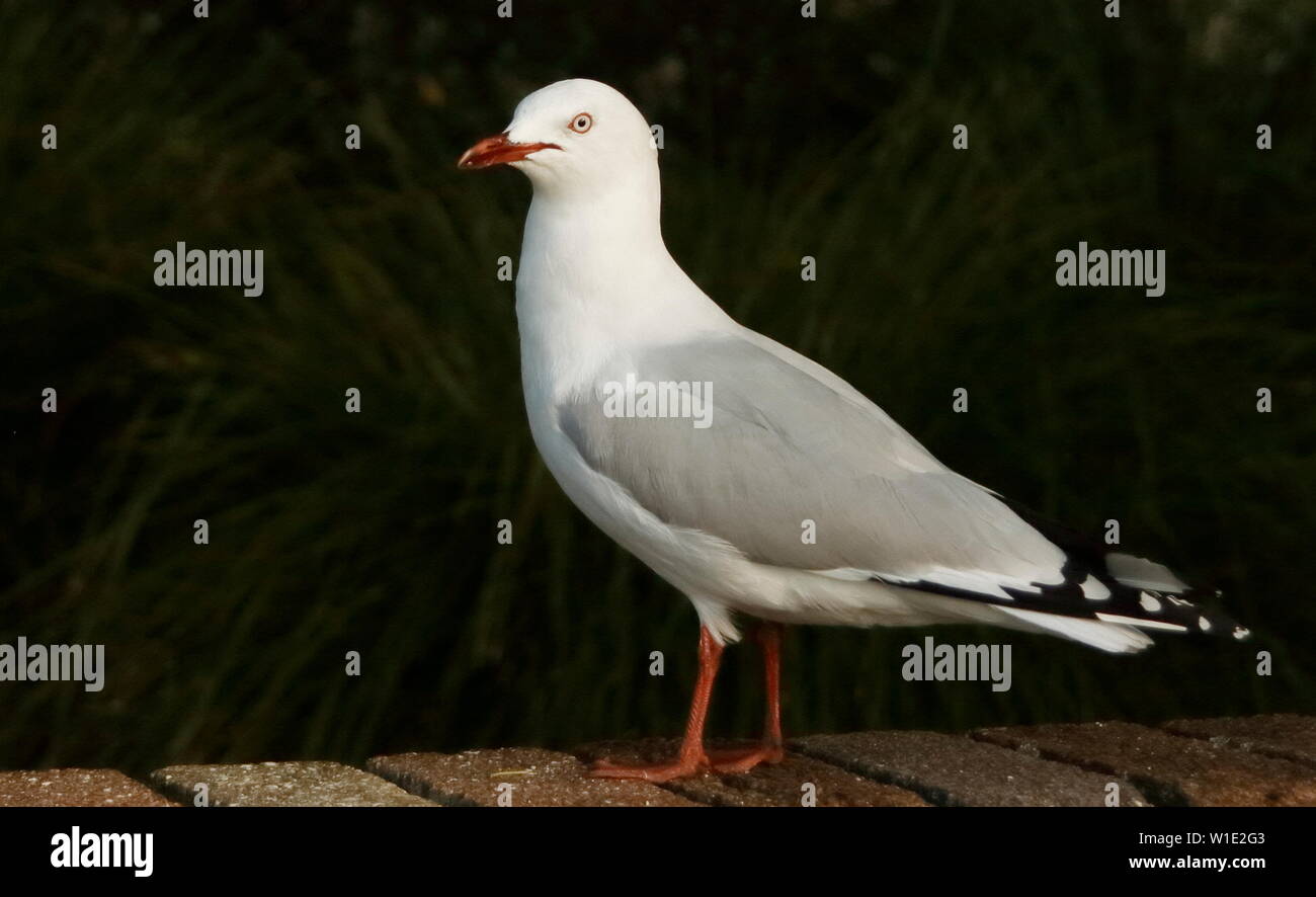 Red-billed Seagull seitwärts stehend Stockfoto