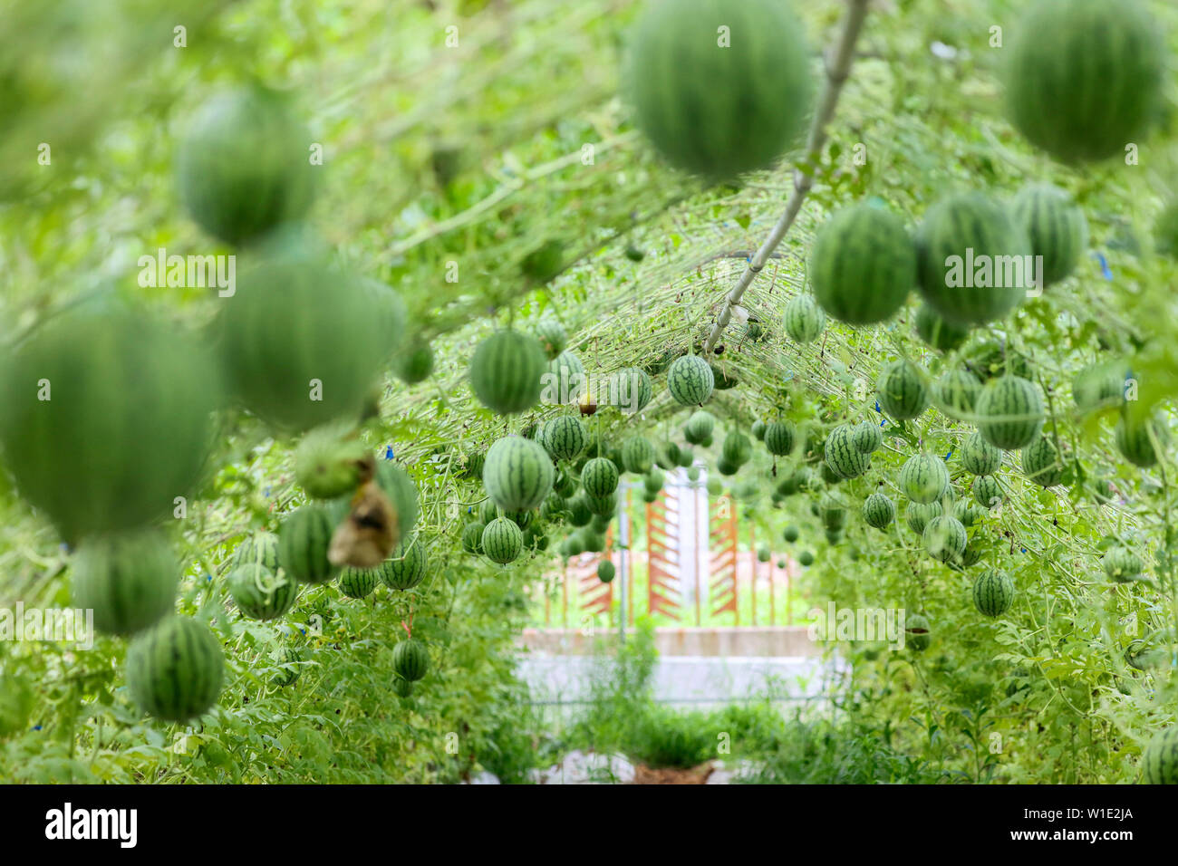 (190702) - DEQING, Juli 2, 2019 (Xinhua) - Foto am Juli 2, 2019 zeigt Wassermelonen hängen an Treibhausgasen spalieren an Xintian Bauernhof in Deqing Grafschaft Huzhou, im Osten der chinesischen Provinz Zhejiang. Xintian Farm hat zugenommen - Wassermelonen auf Gitter Qualität und Marktfähigkeit der Wassermelonen" zu verbessern. Durch den Aufbau einer industriellen Basis in Zusammenarbeit mit der Zhejiang Universität, die Farm verabschiedete neue intelligente Geräte und Systeme, die Produktion zu steigern und die Kosten senken. Außerdem ist die Farm Pflanzen andere Früchte zu Agrotourismus entwickeln und sich selbst in eine öko-freundliche landwirtschaftlichen Betrieb Stockfoto