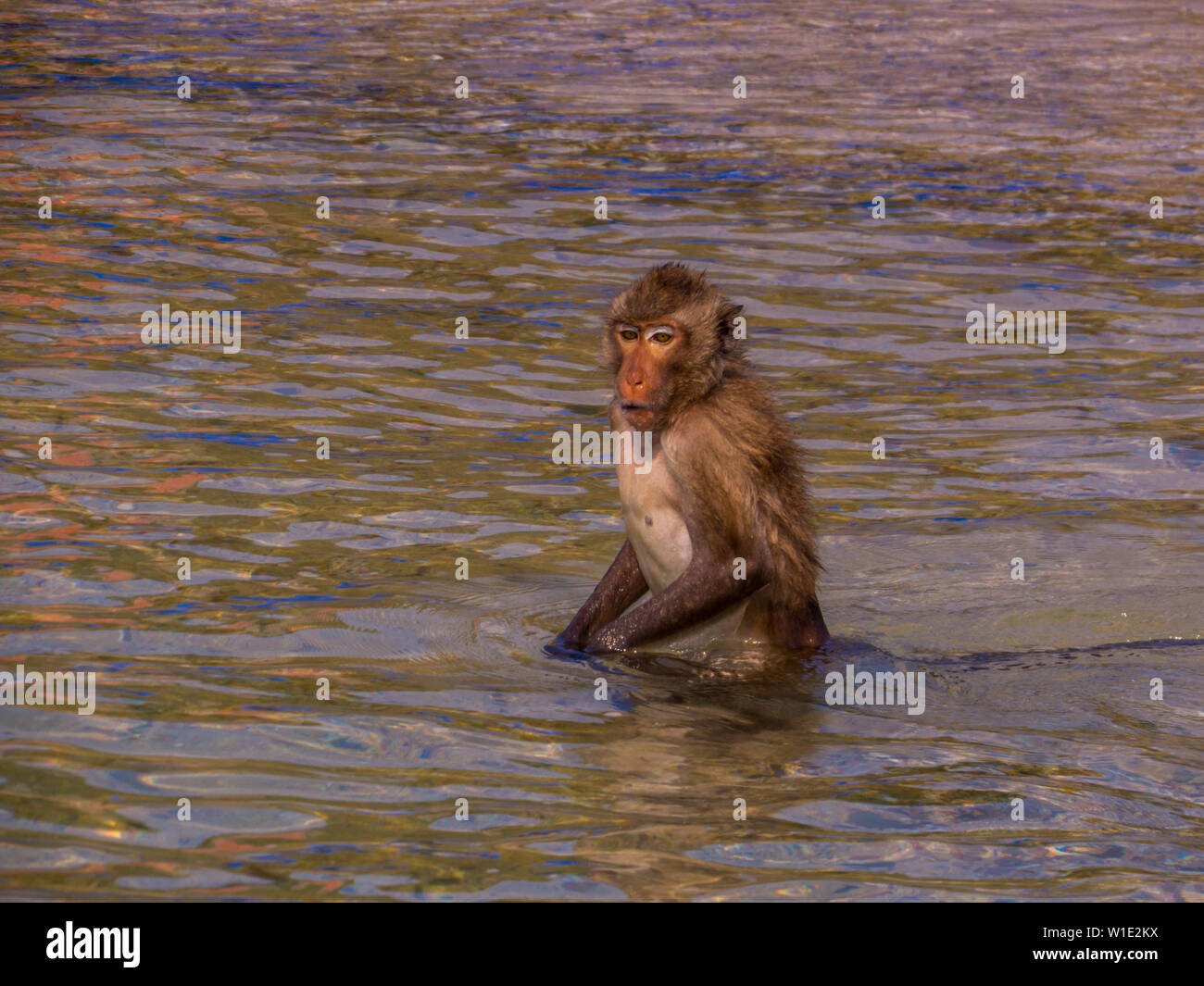Affe auf Ko Klet Kaeo (oder Monkey Island), Pattaya, Thailand Stockfoto