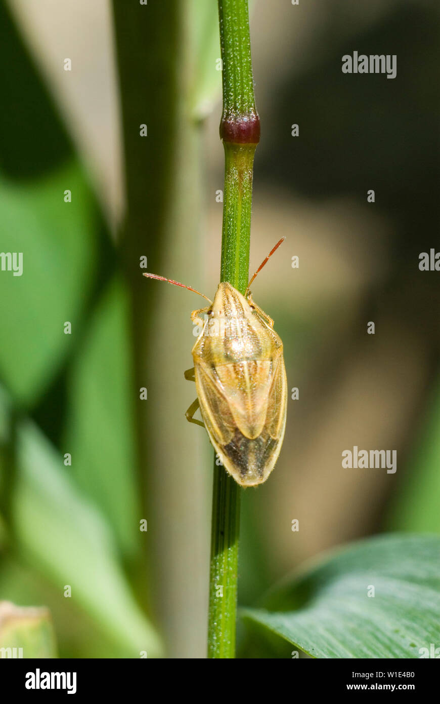 Die Bischofsmütze Shieldbug Stockfoto