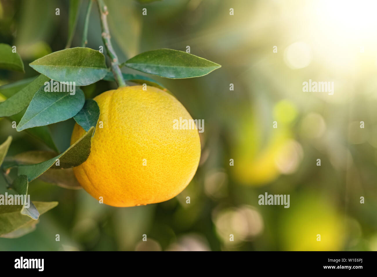 Orange Hängen an einem Baum im Garten die Früchte reifen Stockfoto
