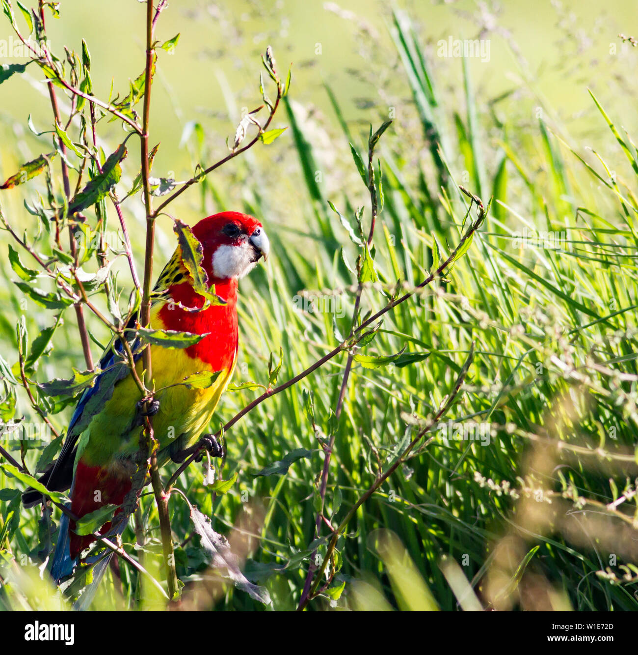 Eastern rosella Vogel im Profil anzeigen Stockfoto