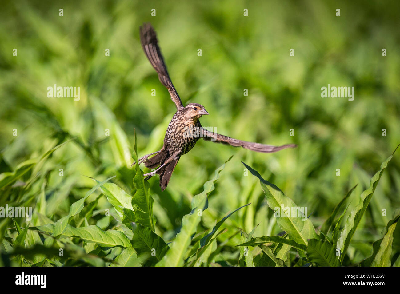 Eine weibliche Red-winged blackbird oben üppiger Vegetation fliegt. Stockfoto