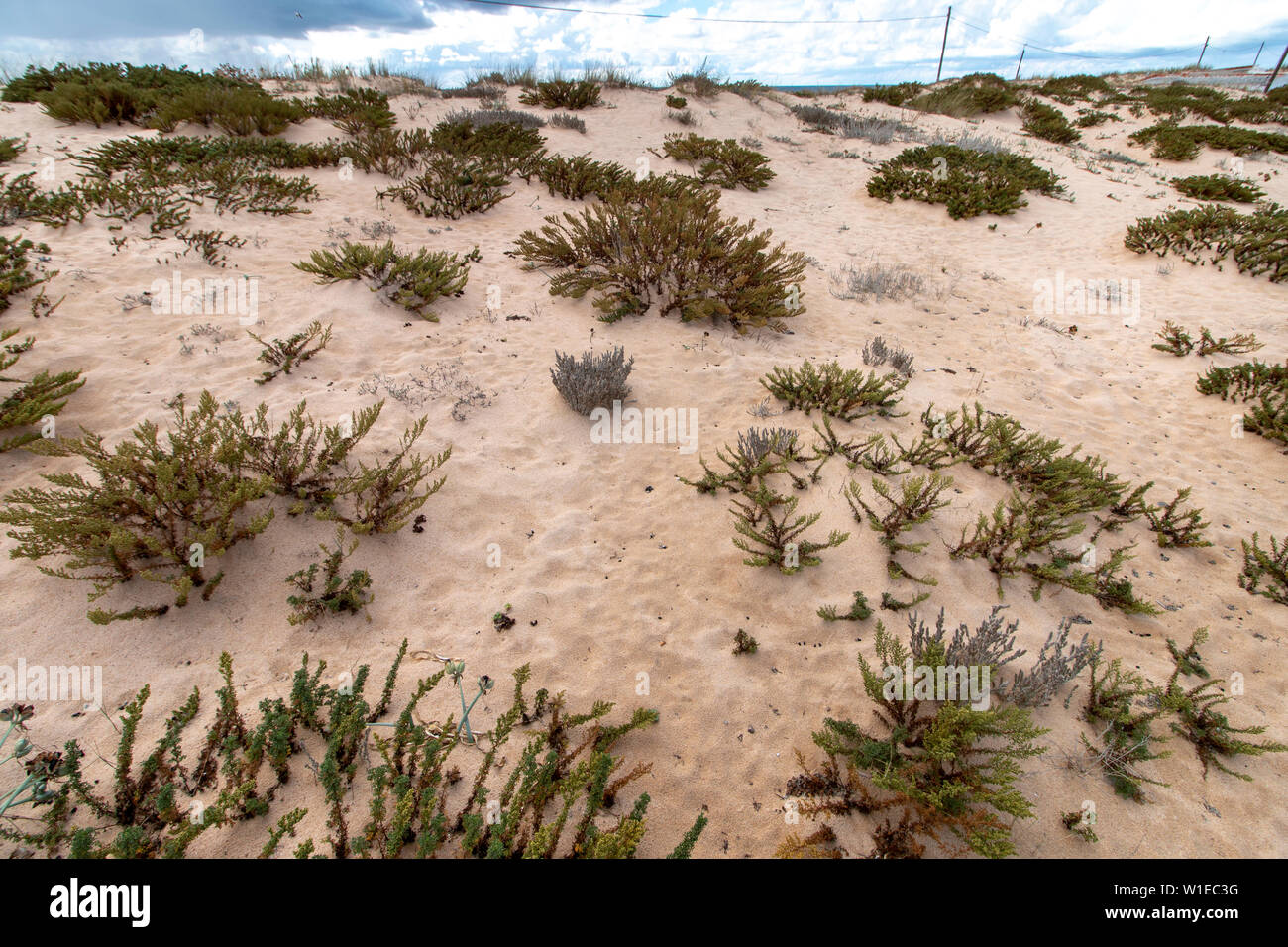 Dünen an den Strand von Faro, Portugal. Stockfoto