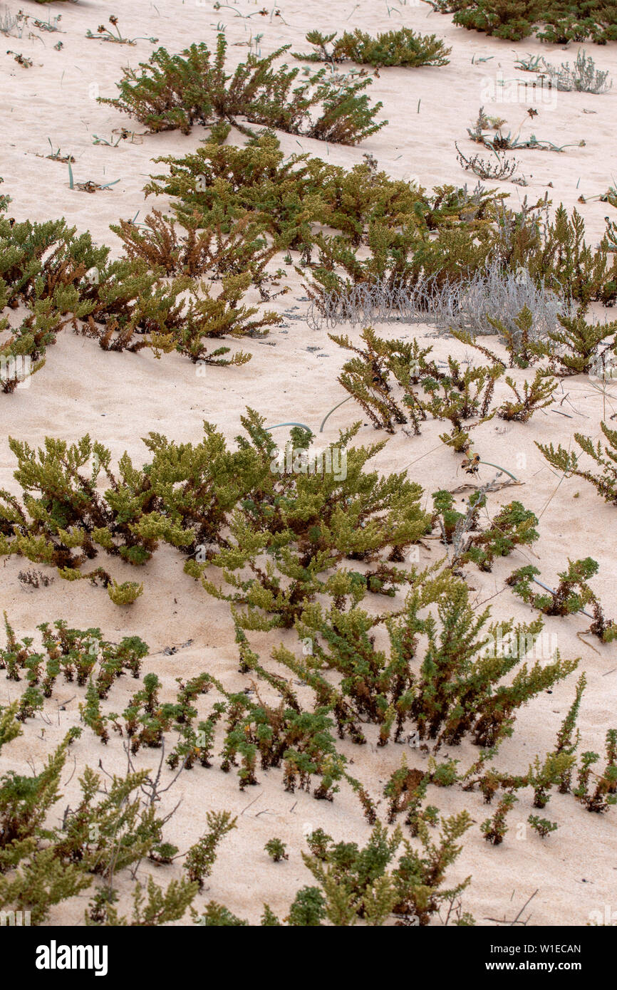 Dünen an den Strand von Faro, Portugal. Stockfoto