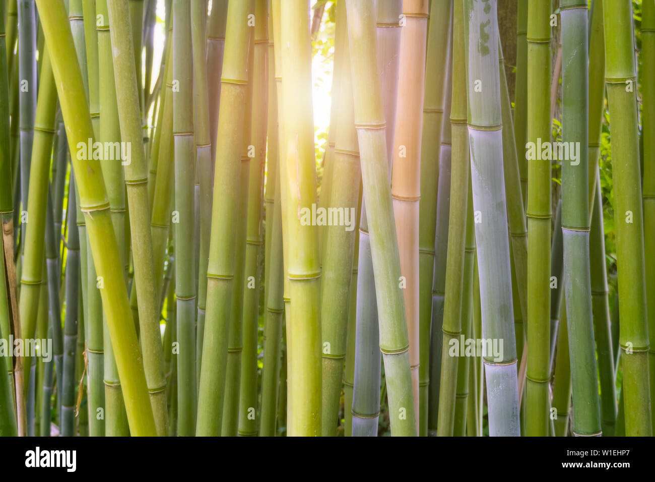 Bambus, Bambusoideae, Wald close-up mit Licht Aufflackern oder bersten scheint durch die Stiele. Anlagen- und grünen Hintergrund, Hintergrund oder Tapeten. Stockfoto