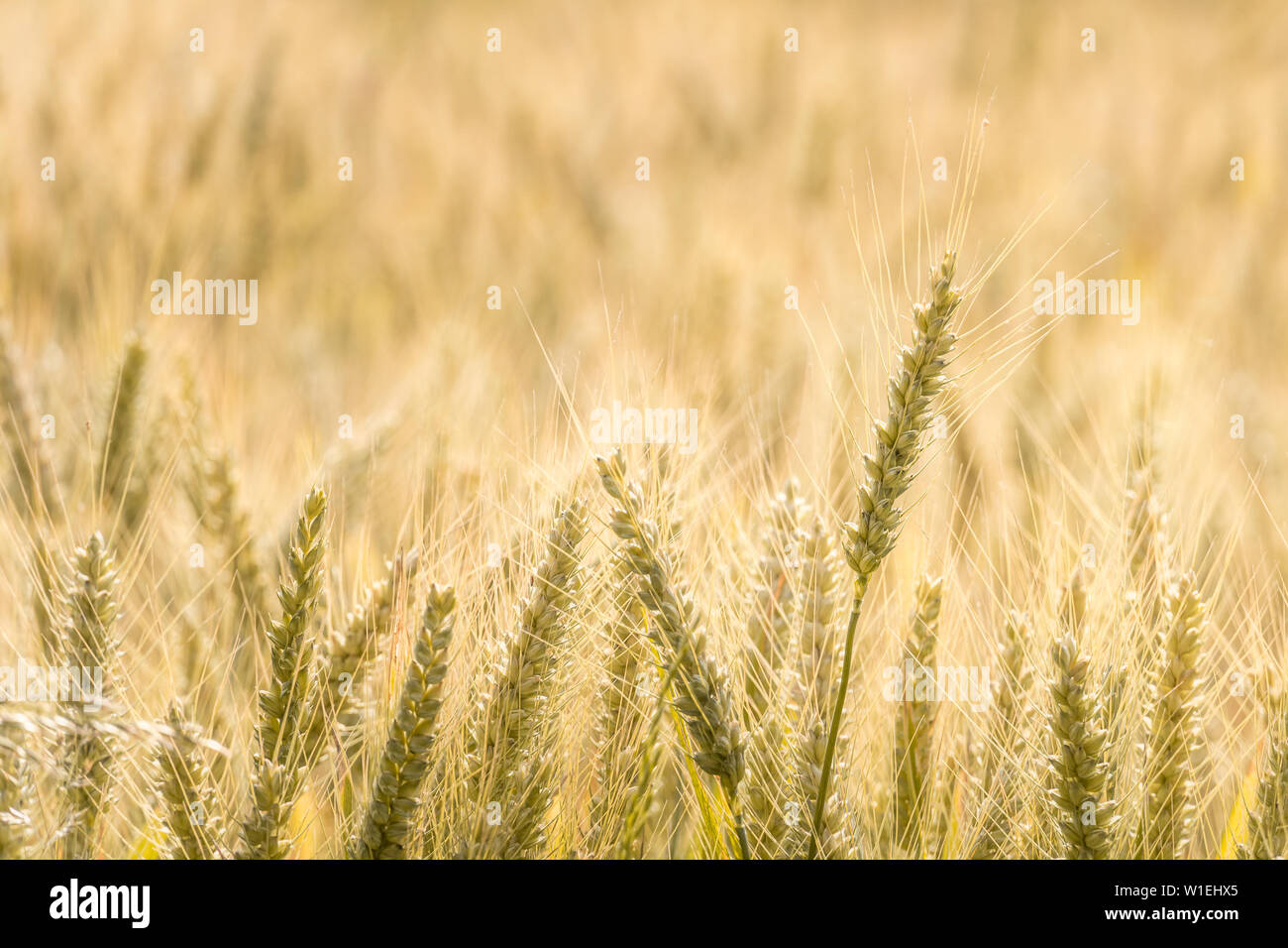Schöne Nahaufnahme der Anbau von Weizen Triebe oder Keime in einem Feld. Landwirtschaft, Natur, Ernten, ernten Konzept mit kopieren. Stockfoto