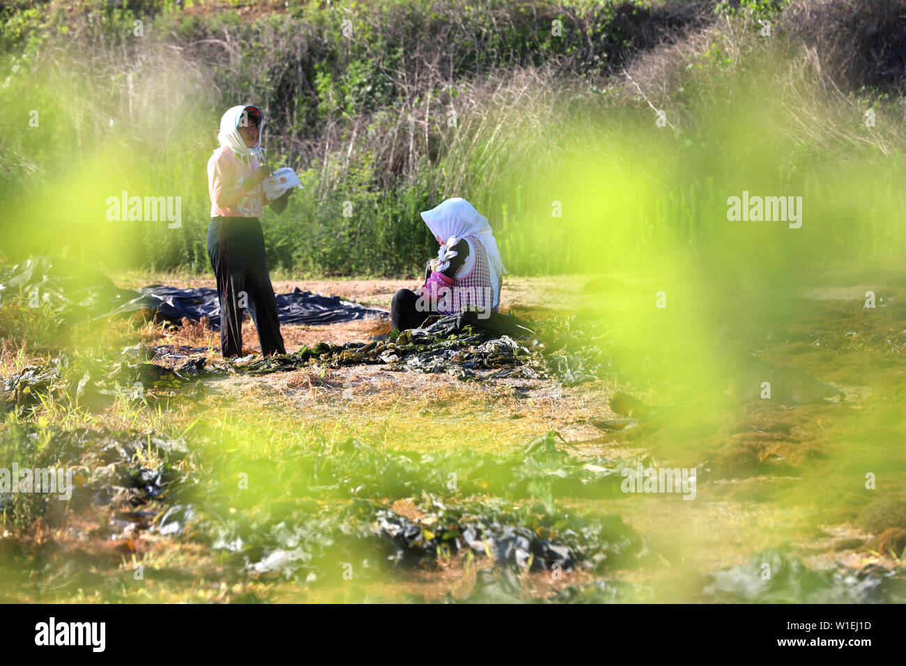 Hebei, Shandong, China. 2. Juli 2019. Shandong, China - 2. Juli 2019: In den letzten Tagen, Stadt rongcheng, Provinz Shandong, den großen Fischen und Zucht Unternehmen das gute Wetter zu nutzen, nutzen die Luft trocknen Kelp. Die Arbeitnehmer in der Regel auf die Sonnen Boden um drei Uhr morgens, und bleiben Sie bis sechs oder sieben Uhr abends kommen. Credit: SIPA Asien/ZUMA Draht/Alamy leben Nachrichten Stockfoto
