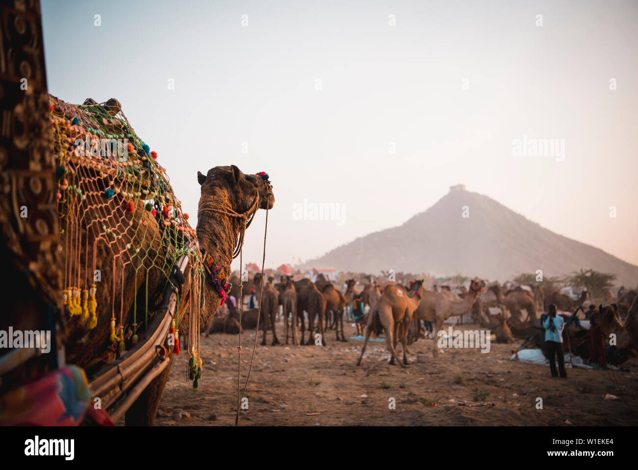 Ein Kamel wacht über all die anderen Kamele in Pushkar Camel Fair 2018, Pushkar, Rajasthan, Indien, Asien Stockfoto