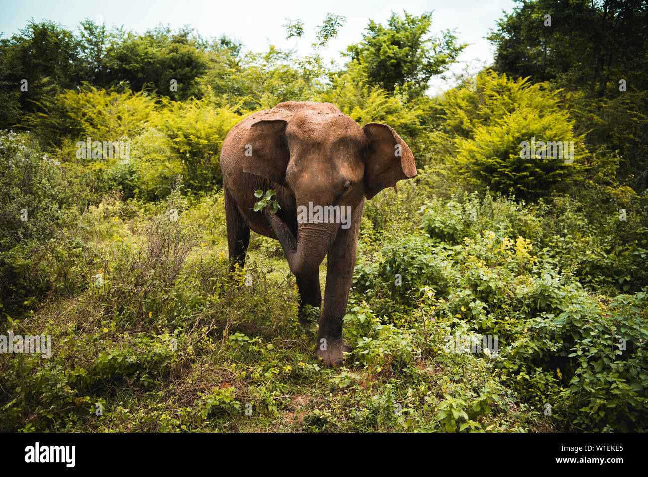 Ein Elefant schüttelt Blätter frei von Schmutz, Udawalawe National Park, Sri Lanka, Asien Stockfoto