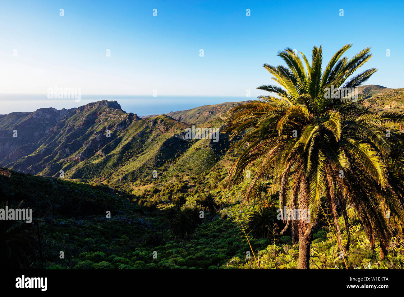 Garajonay Nationalpark, UNESCO-Weltkulturerbe, La Gomera, Kanarische Inseln, Spanien, Atlantik, Europa Stockfoto