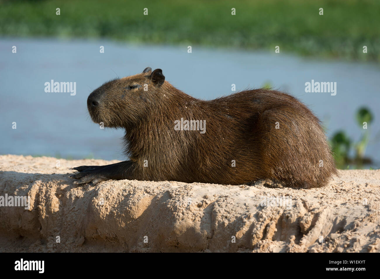 Ein capybara (Hydrochaerus hydrochaeris), Mato Grosso, Brasilien, Südamerika Stockfoto