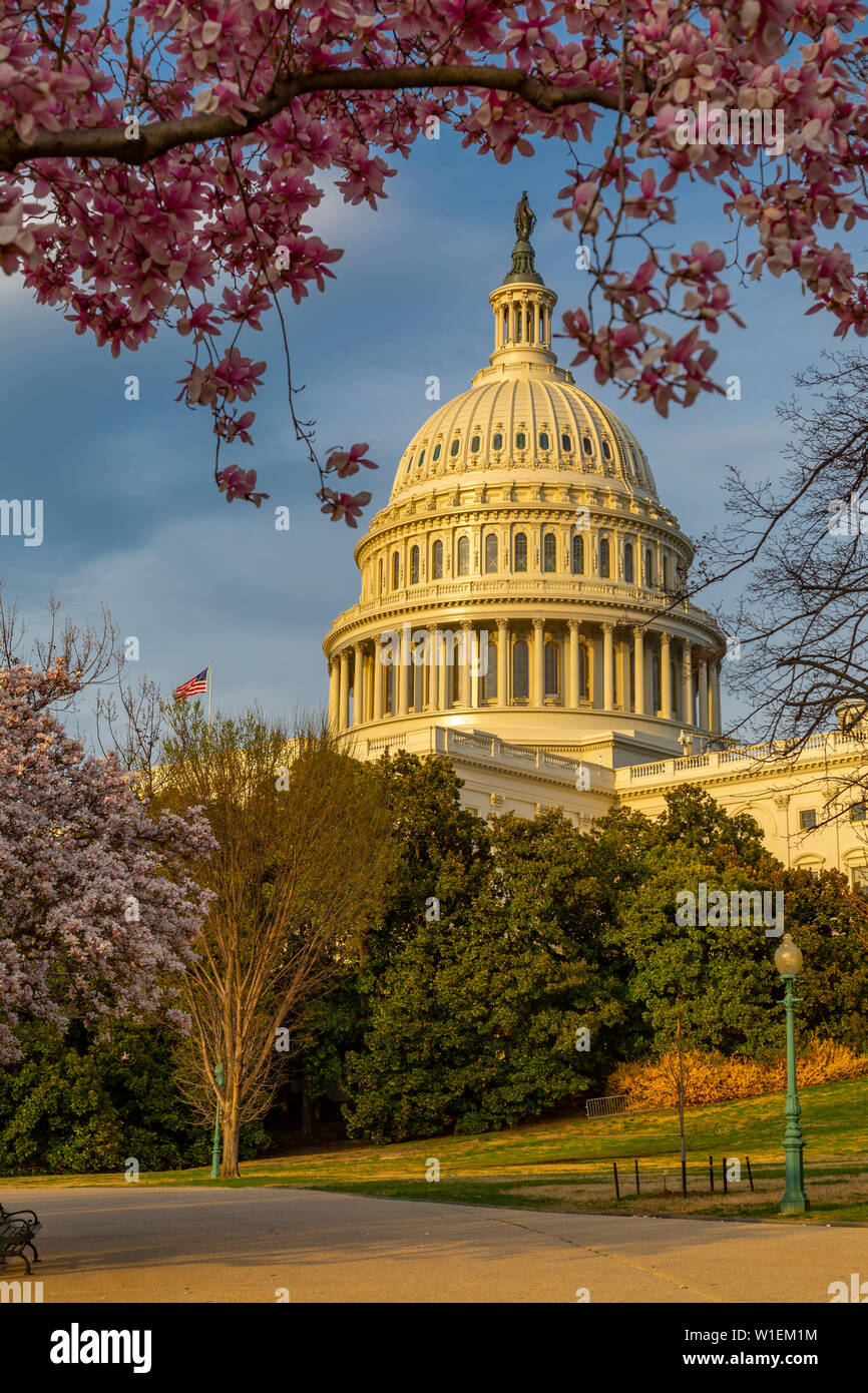 Blick auf das Capitol Gebäude und spring blossom, Washington D.C., Vereinigte Staaten von Amerika, Nordamerika Stockfoto