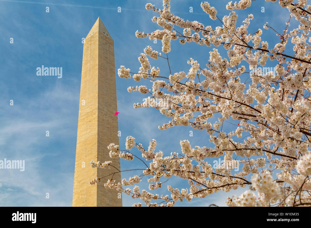 Blick auf das Washington Monument und spring blossom, Washington D.C., Vereinigte Staaten von Amerika, Nordamerika Stockfoto