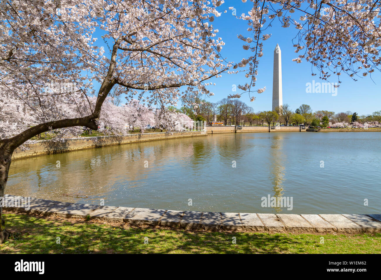 Blick auf das Washington Monument, Tidal Basin und Kirschblüte Bäume im Frühling, Washington D.C., Vereinigte Staaten von Amerika, Nordamerika Stockfoto