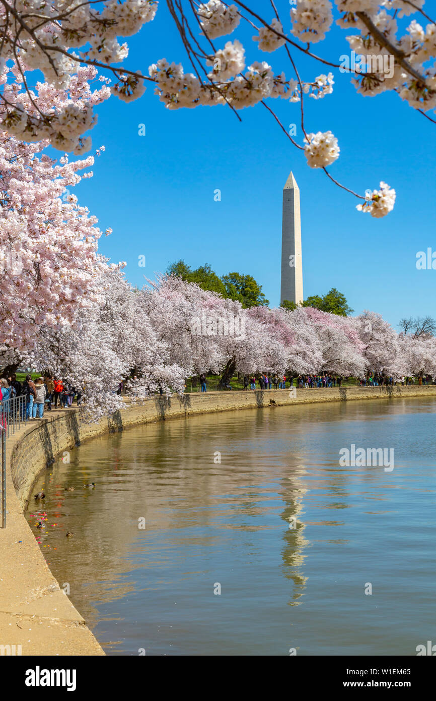 Blick auf das Washington Monument und Kirschblüte Bäume im Frühling, Washington D.C., Vereinigte Staaten von Amerika, Nordamerika Stockfoto