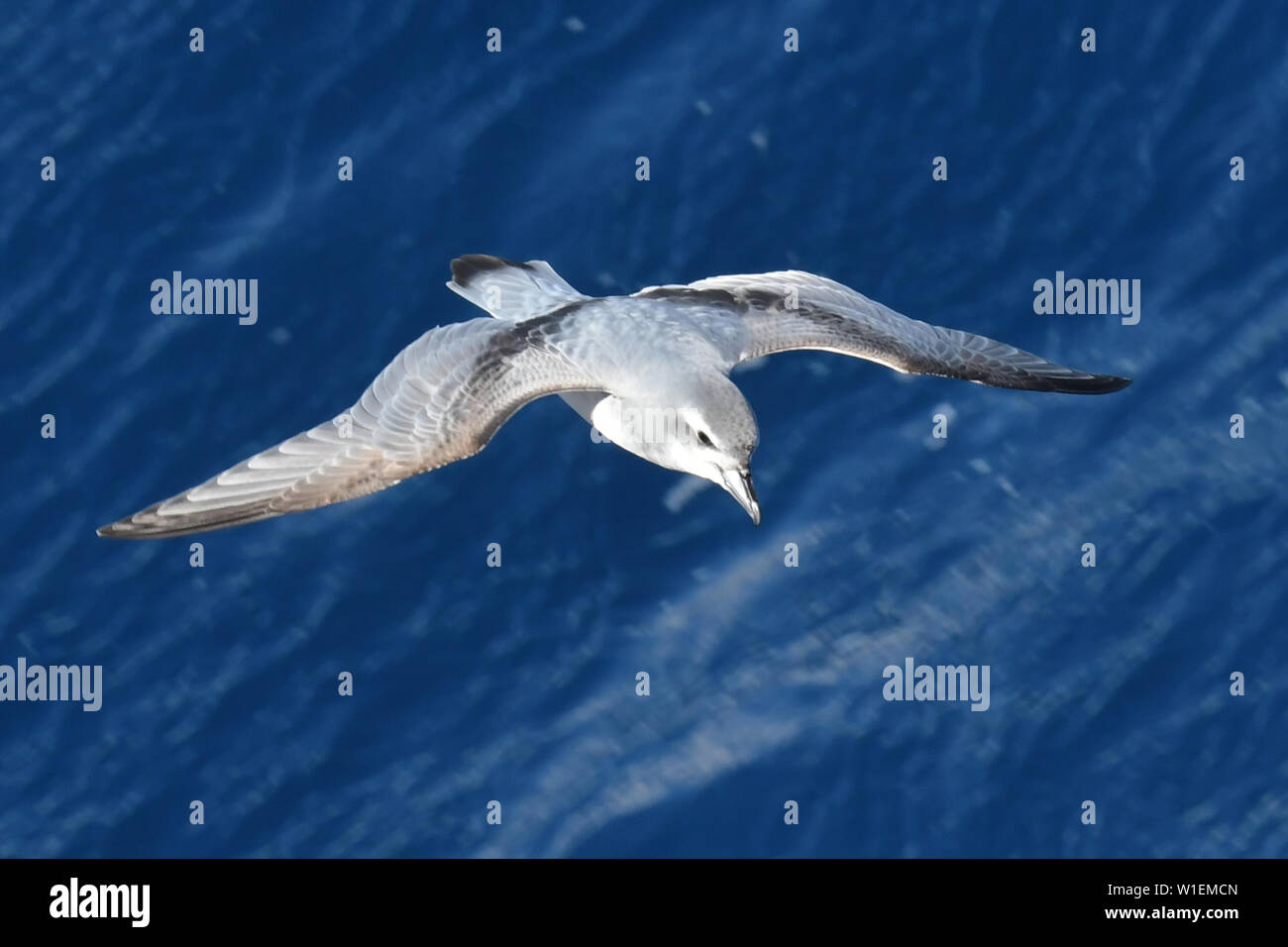 Antarktis prion (Pachyptila desolata) im Flug gegen einen dunklen, blauen Meer, Südgeorgien und die Südlichen Sandwichinseln, Polargebiete Stockfoto