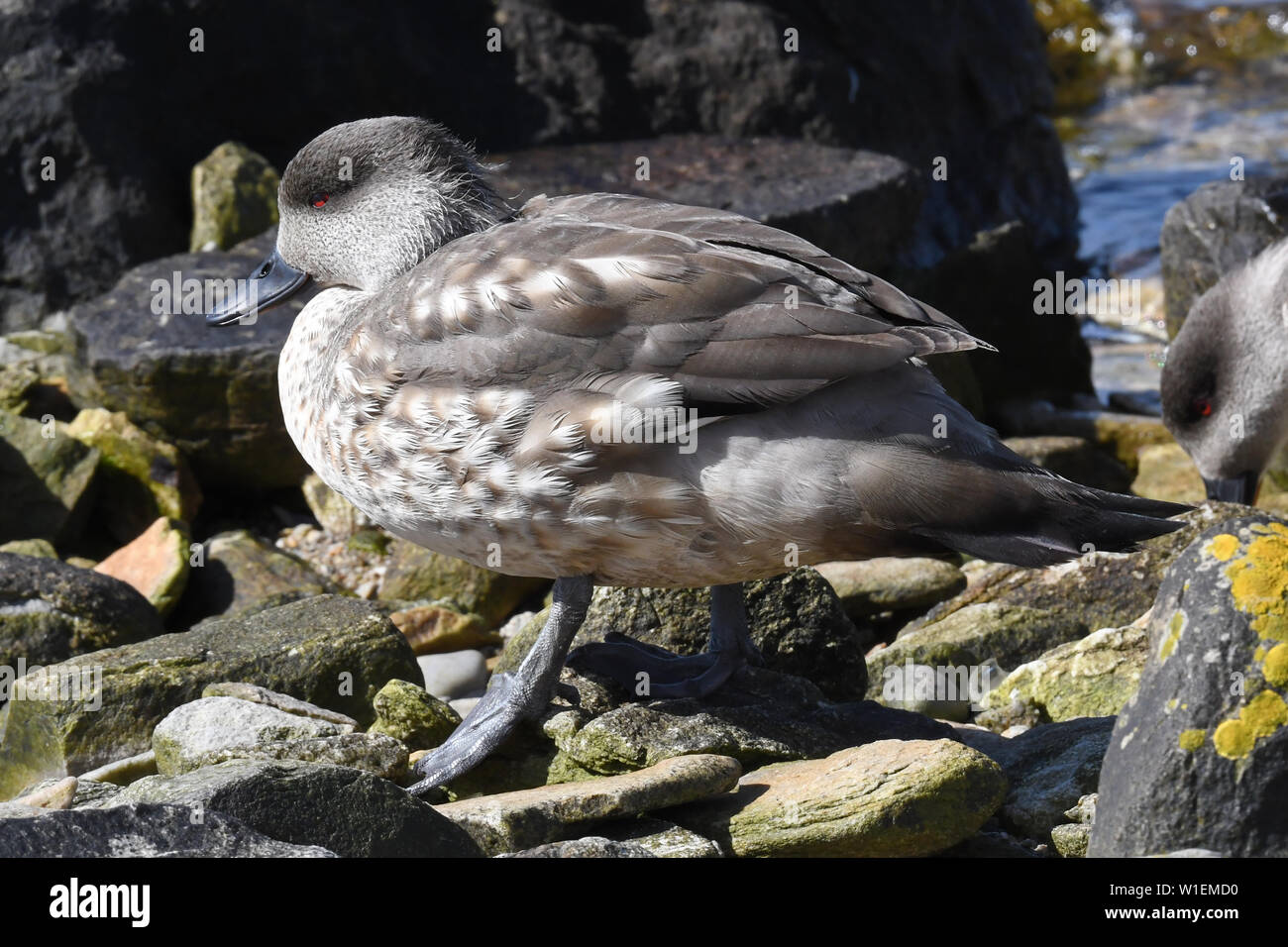 Patagonische crested Duck (Lophonetta specularioides specularioides) auf einem steinigen Strand, Falkland Inseln, Südamerika Stockfoto