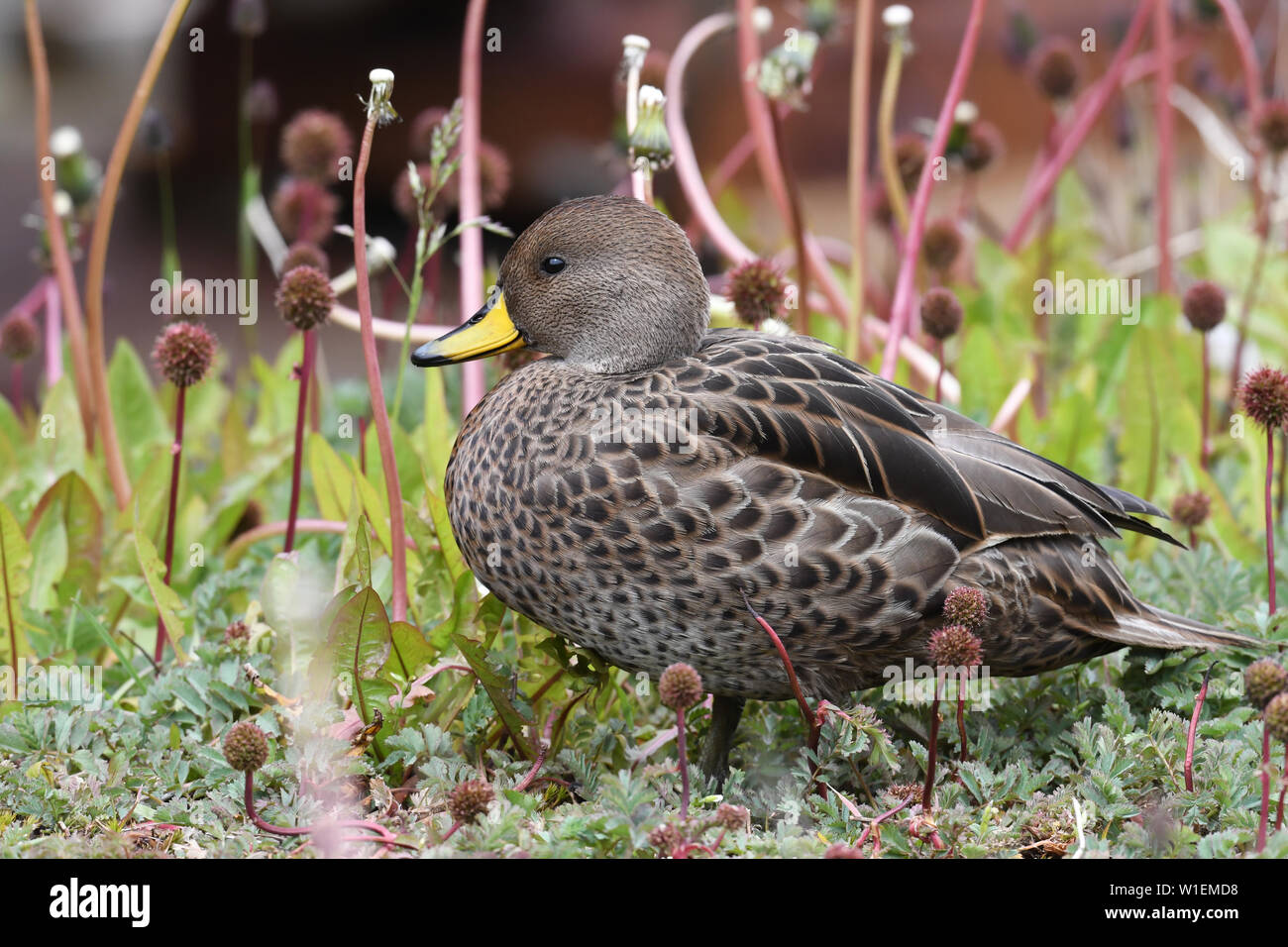 Yellow-billed Pintail, Unterarten South Georgia pintail (Anas georgica georgica), Grytviken, Südgeorgien, Polargebiete Stockfoto