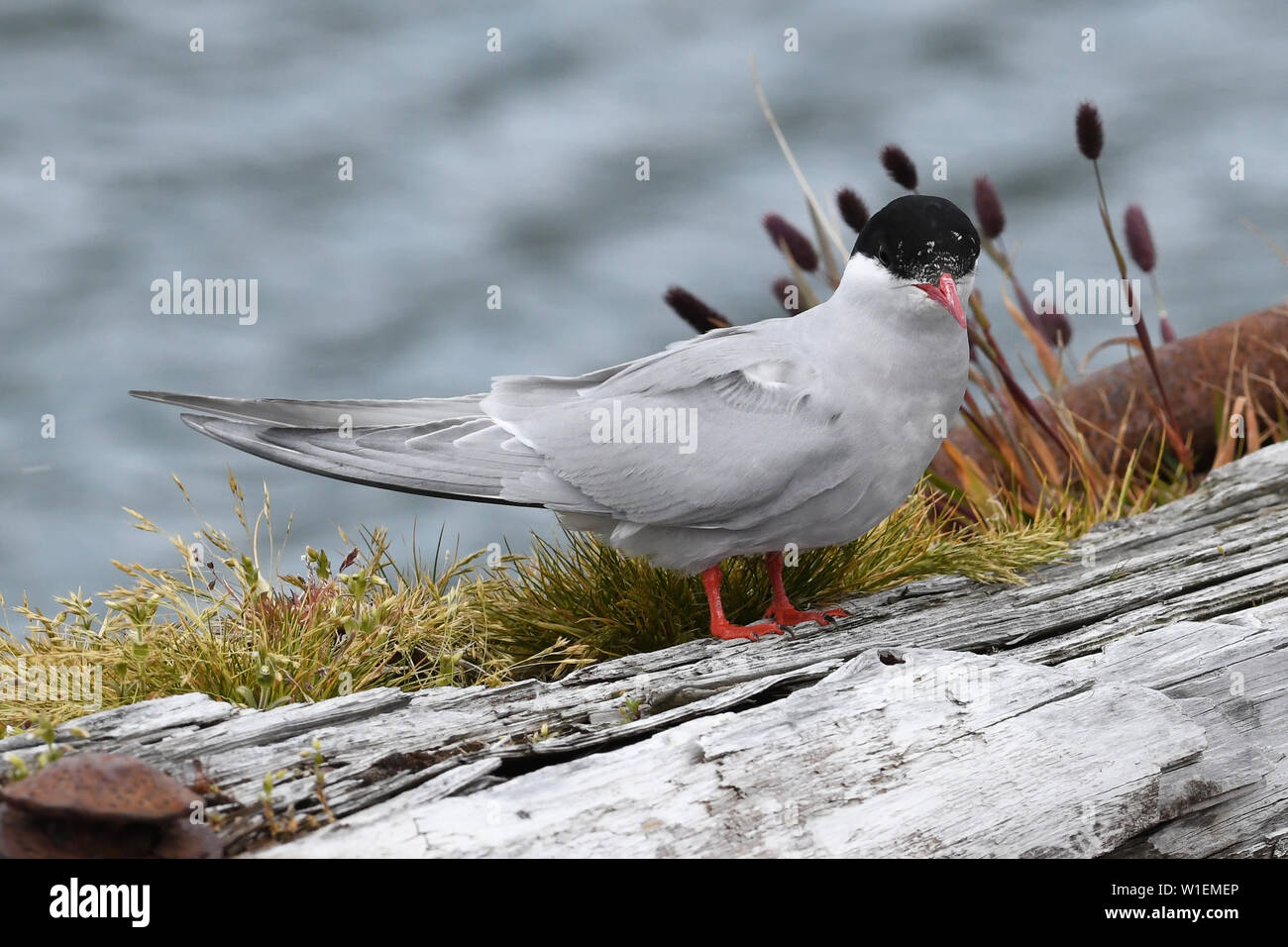 Antarktis tern (Sterna vittata) auf einem alten hölzernen Pier, Grytviken, Südgeorgien ruht, Polargebiete Stockfoto