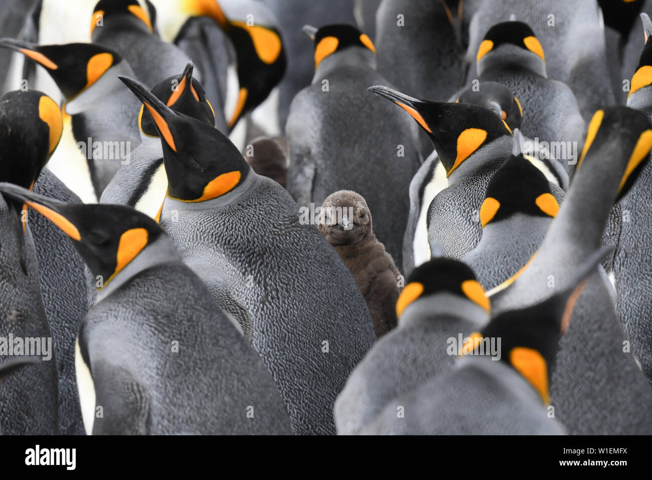 Königspinguin (Aptenodytes patagonicus) Küken, Peering zwischen mehreren Erwachsene, Freiwilliger, Falkland Inseln, Südamerika Stockfoto