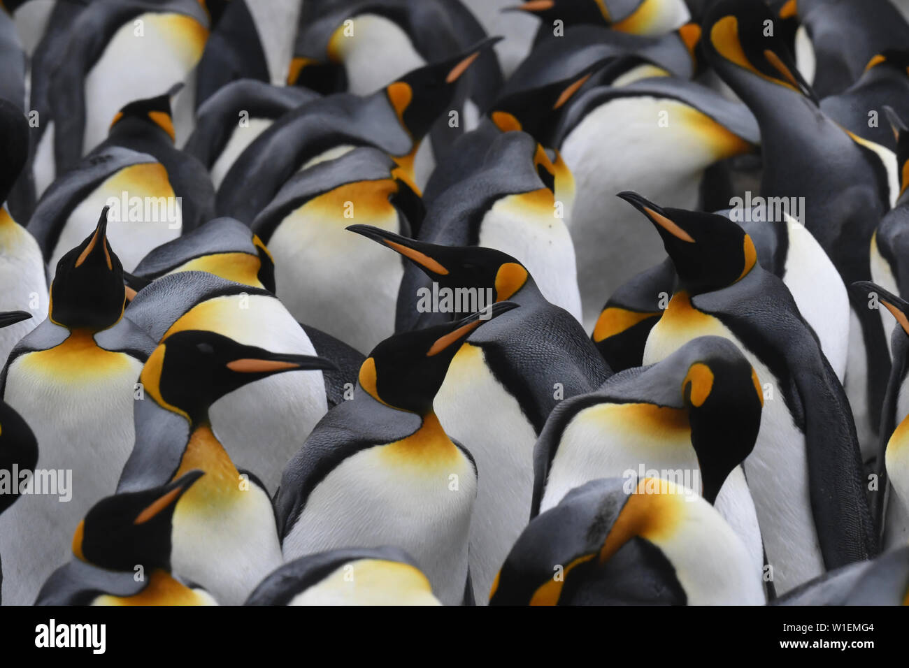 Nahaufnahme einer Masse der Königspinguine (Aptenodytes patagonicus) in einem dicht gedrängten Kolonie am Volunteer Point, Falkland Inseln, Südamerika Stockfoto