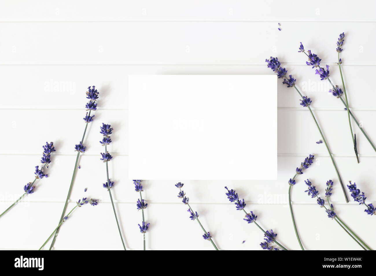 Lavendelblüten auf weissem Holztisch Hintergrund. Dekorative Blumen Rahmen, Web Banner mit Lavandula officinalis. Leere Grußkarte mockup. Sommer Stockfoto