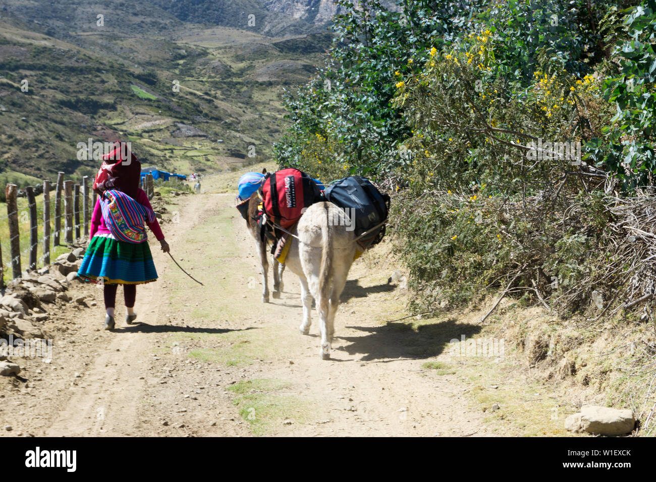 Ishinca Tal, Ancash/Peru - 18. Juni 2016: Ein lokaler muleskinner oder arriero Transport Kletterausrüstung Camp in der Cordillera Blanca zu Base i Stockfoto