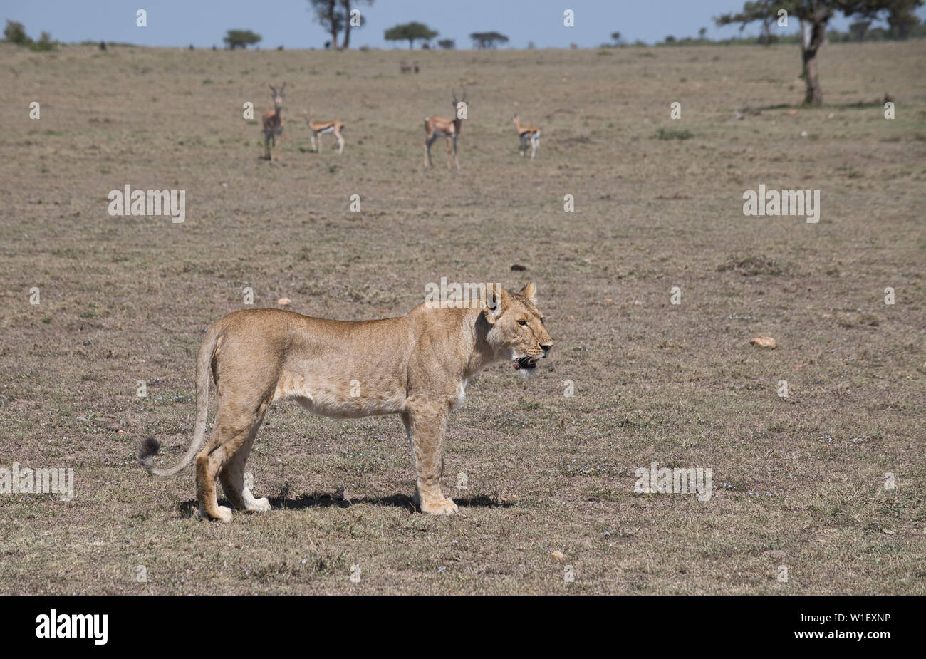 Löwin (Panthera leo) beobachtete eine Gruppe von besorgten Gazellen, Stockfoto