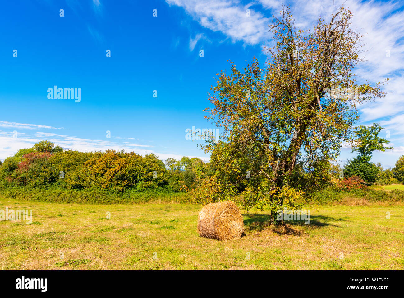 Hay unter Baum auf Landschaft in der Normandie, Frankreich Stockfoto