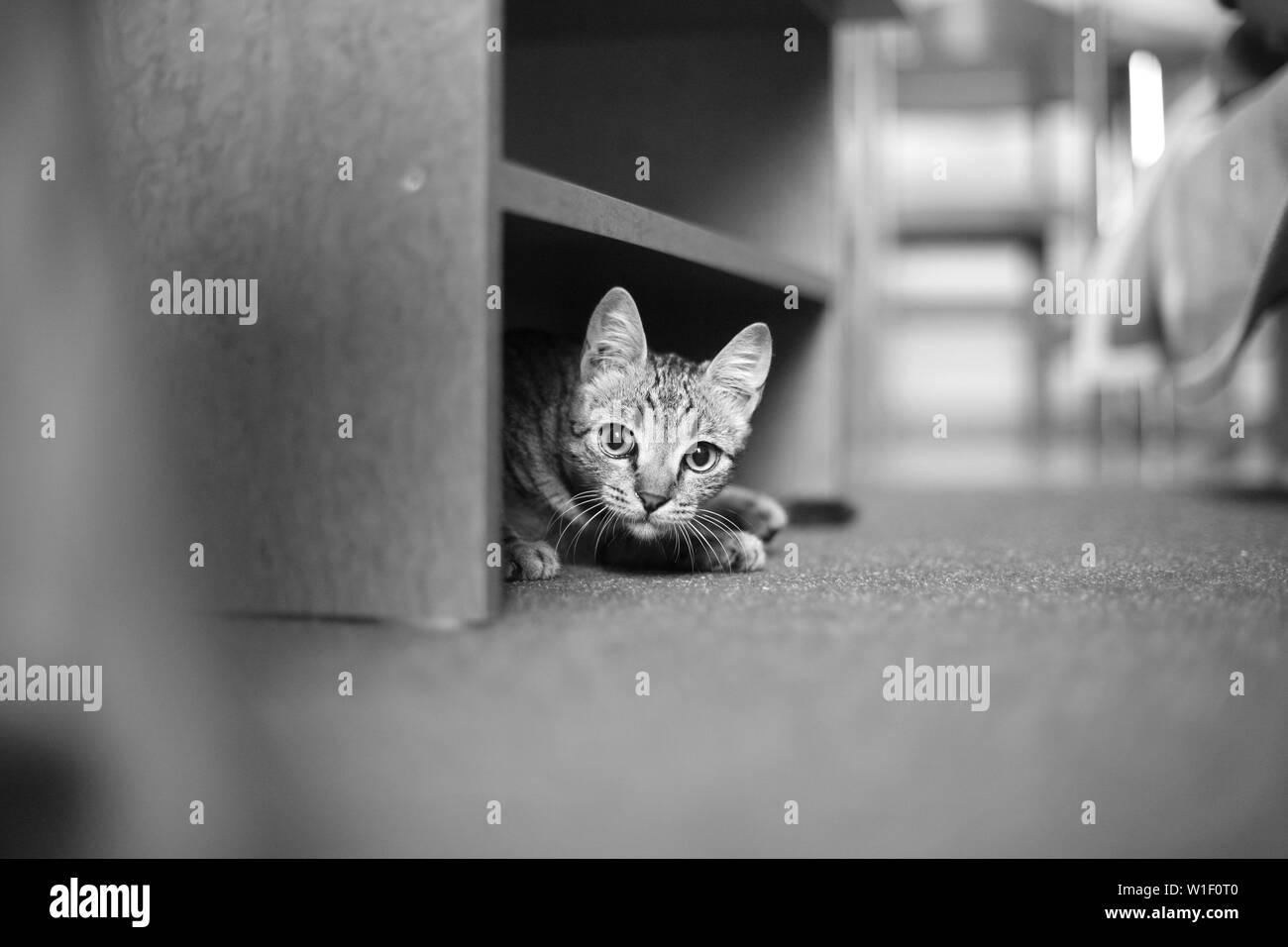 Eine kleine Katze schaut aus unter die Möbel stehen. Stockfoto